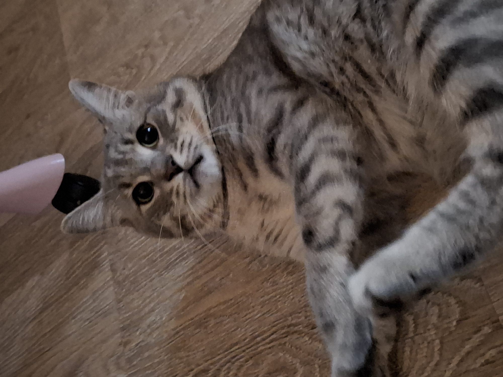 A tabby cat is lying on its back on a light brown wooden floor. The cat is gray with black stripes. It has large, round, dark eyes and its mouth is slightly open, showing its tongue. Its front paws are crossed over its chest. In the background, a pink object and a dark object are visible, possibly part of a chair or furniture. The scene is indoors. The exact location in Zemun Urban Municipality, Serbia, cannot be determined from the image.