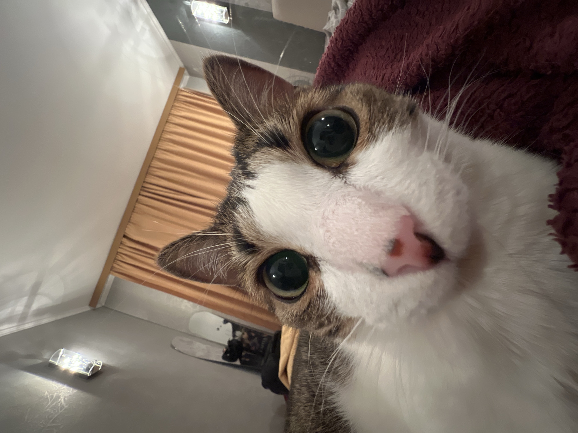 A close-up, low-angle shot captures a domestic cat's face in a room. The cat, primarily white with brown and grey tabby markings on its head and ears, is looking directly at the camera with wide, green eyes. Its nose is pink, and its whiskers are prominent. The cat is resting on a dark red, fuzzy blanket. The background features a wall with a light fixture and a beige curtain. There is no indication of the city or specific location.