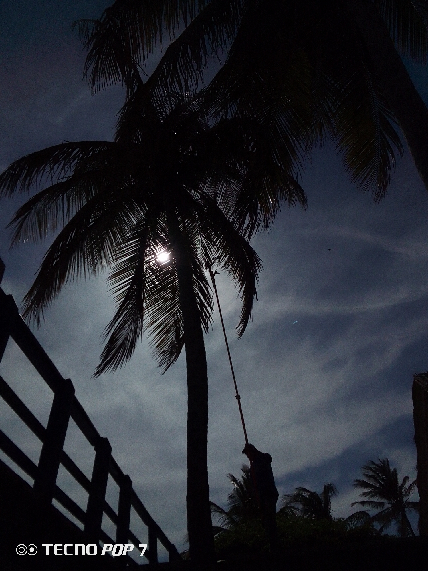 The image presents a striking silhouette scene captured in Pedro González, Venezuela, likely during either dawn or dusk. Several large palm trees dominate the frame, their fronds and trunks rendered in deep shadow against a cloudy, dark blue-grey sky. The sun is partially visible through the fronds of the central palm tree, casting a bright flare that backlights the scene.
In the lower right, a silhouetted person is visible, appearing to be holding onto a long rope or pole that extends upwards, possibly attached to the palm tree. Their posture suggests they might be pulling on it or using it as a support. To the left, a dark wooden railing or fence stretches across the foreground, also silhouetted against the sky. The sky shows varying shades of blue and grey with wispy clouds, and a small, dark bird is visible in flight in the upper right portion of the frame.
The overall mood is serene and dramatic, with the strong backlighting emphasizing the dark, defined shapes of the tropical foliage and the human figure against the muted tones of the sky. The text "TECNO POP 7" along with its brand logo is clearly visible in the bottom left corner, indicating the device used to capture the photograph.