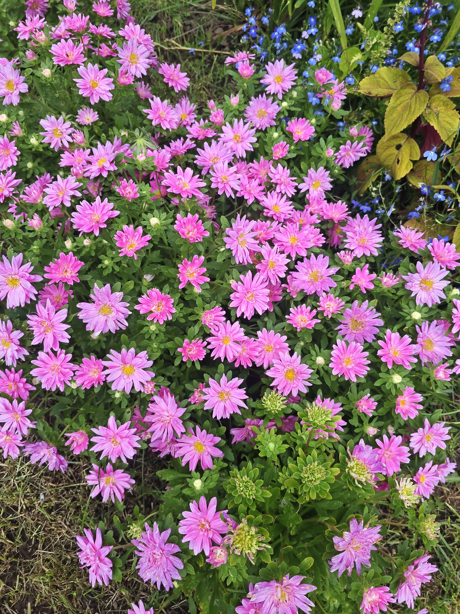 This is a high-angle, full-frame, eye-level shot of a densely packed flowerbed featuring numerous pink asters with yellow centers. The flowers are in various stages of bloom, with some fully open and others in bud. Interspersed among the asters are smaller blue flowers and some yellow-green leaves on a reddish stem. The ground is a mixture of green grass and dry, brown grass or straw. The scene appears to be a garden in the city of Курашим, Russia. There are no people or animals visible. The lighting suggests it is daytime, with some areas of shade.