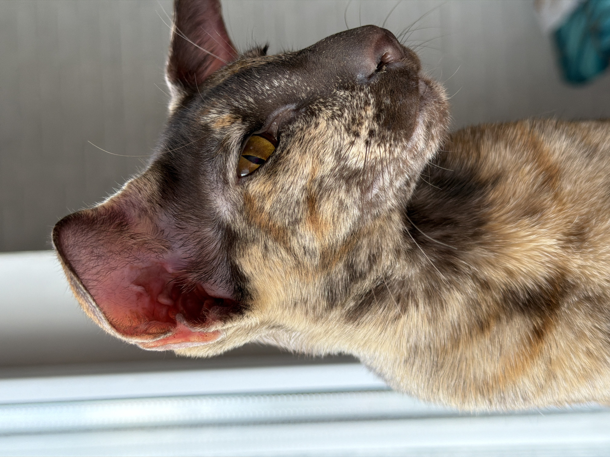 A close-up, upward-angled photograph shows the head and part of the body of a tortoiseshell Oriental Shorthair cat. The cat has a brown, cream, and tan coat with distinctive dark brown markings on its face. Its eyes are a striking amber color. The cat's large, triangular ears are positioned prominently, and the texture of the fur is visible in detail. The background is blurred, but suggests a window with white blinds. The location in the city of Chaikovsky, Russia is unknown.