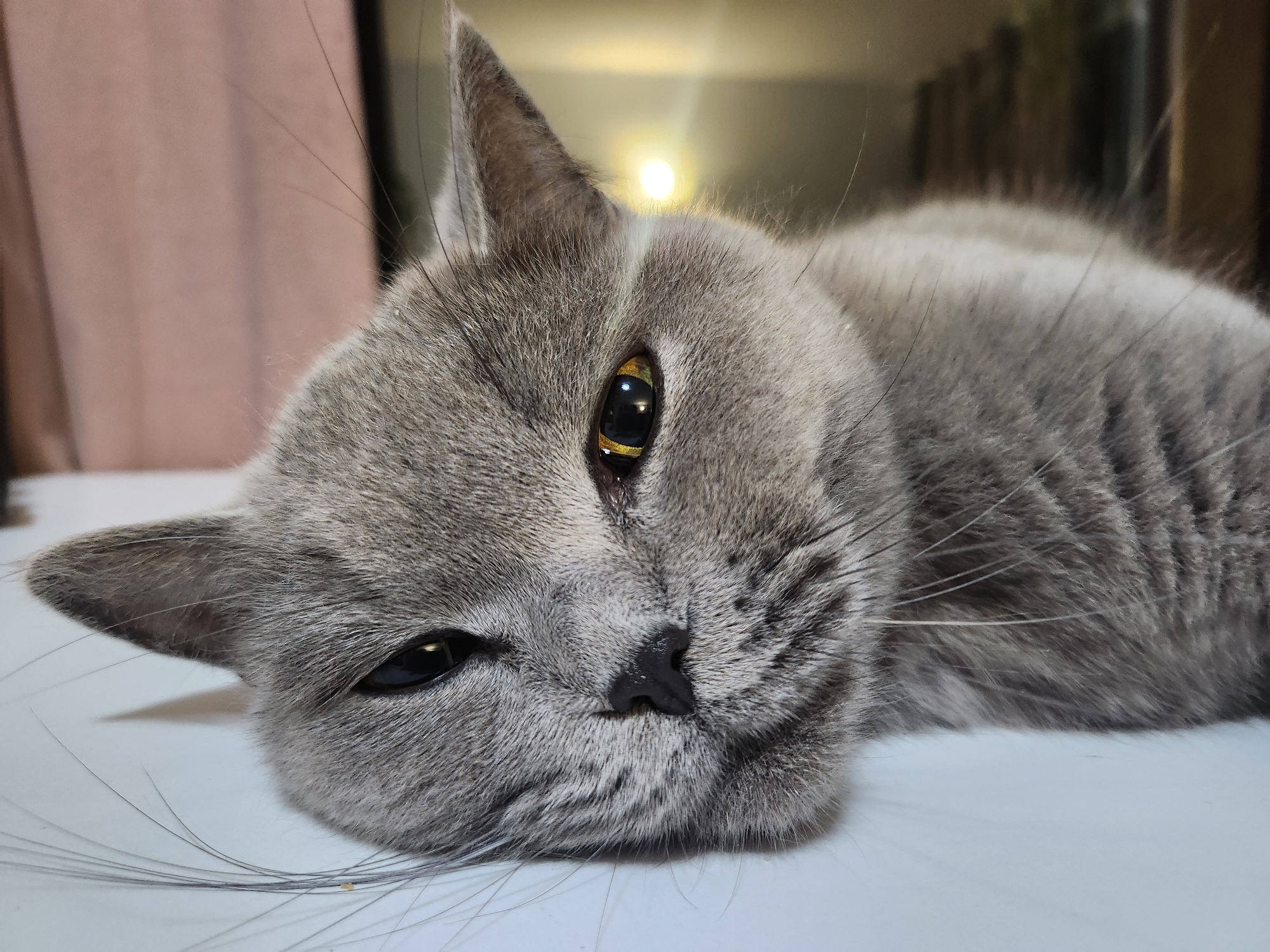 A close-up, eye-level, outdoor shot captures a grey cat resting on a white surface, its head turned to the right. The cat's fur is short and grey, with subtle tabby markings visible on its body. Its eyes, one green and one black with a yellowish iris, are partially closed. The cat's whiskers are long and white, fanning out from its face. In the background, a blurred pink curtain and a bright, out-of-focus light source suggest an indoor setting, possibly near a window. The scene is devoid of human presence or interaction. The overall atmosphere is serene and calm. The provided location of Tsarevo, Bulgaria, does not have any visible elements in the image to support or refute it.