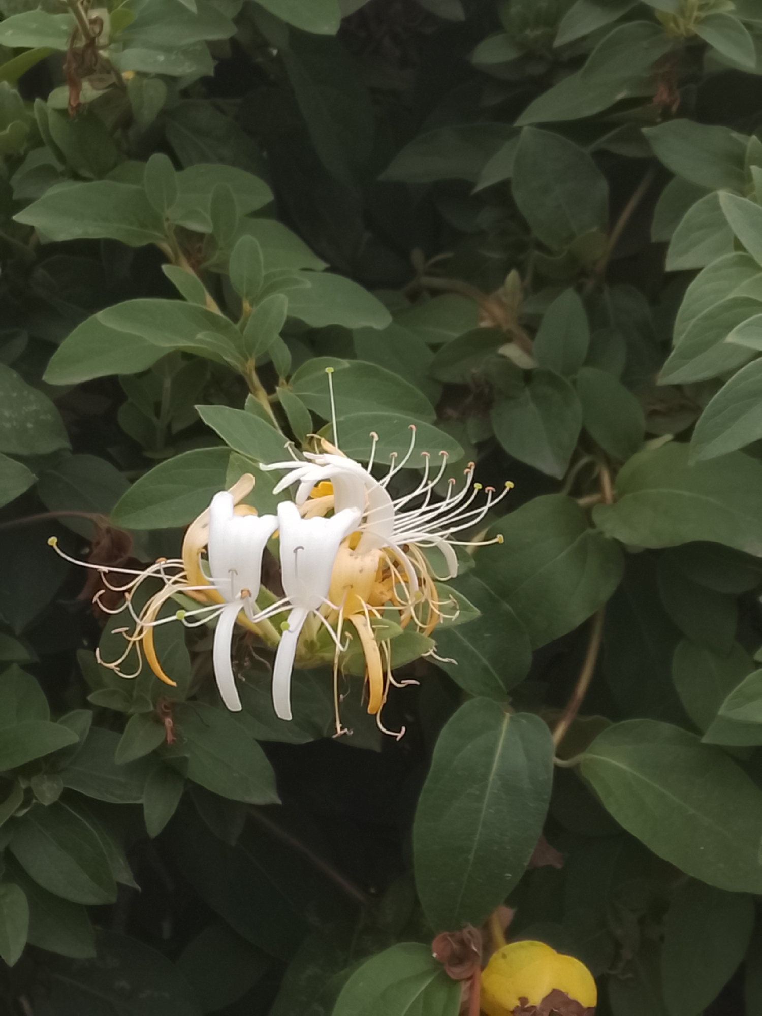 This image displays a cluster of honeysuckle flowers in bloom, set against a backdrop of dense green foliage. The flowers exhibit a delicate beauty with their white petals transitioning to a soft yellow at the base. Long, slender stamens tipped with yellow anthers extend from the blossoms. The surrounding leaves are a deep, rich green, creating a natural and serene setting. The image appears to have been taken outdoors, in a garden or natural area. While the exact location within Codru, Moldova is not specified by visual cues, the presence of lush greenery suggests a temperate climate. There are no people or discernible human activity captured in this photograph. The focus is solely on the floral subject and its verdant surroundings, highlighting the natural beauty of the honeysuckle.