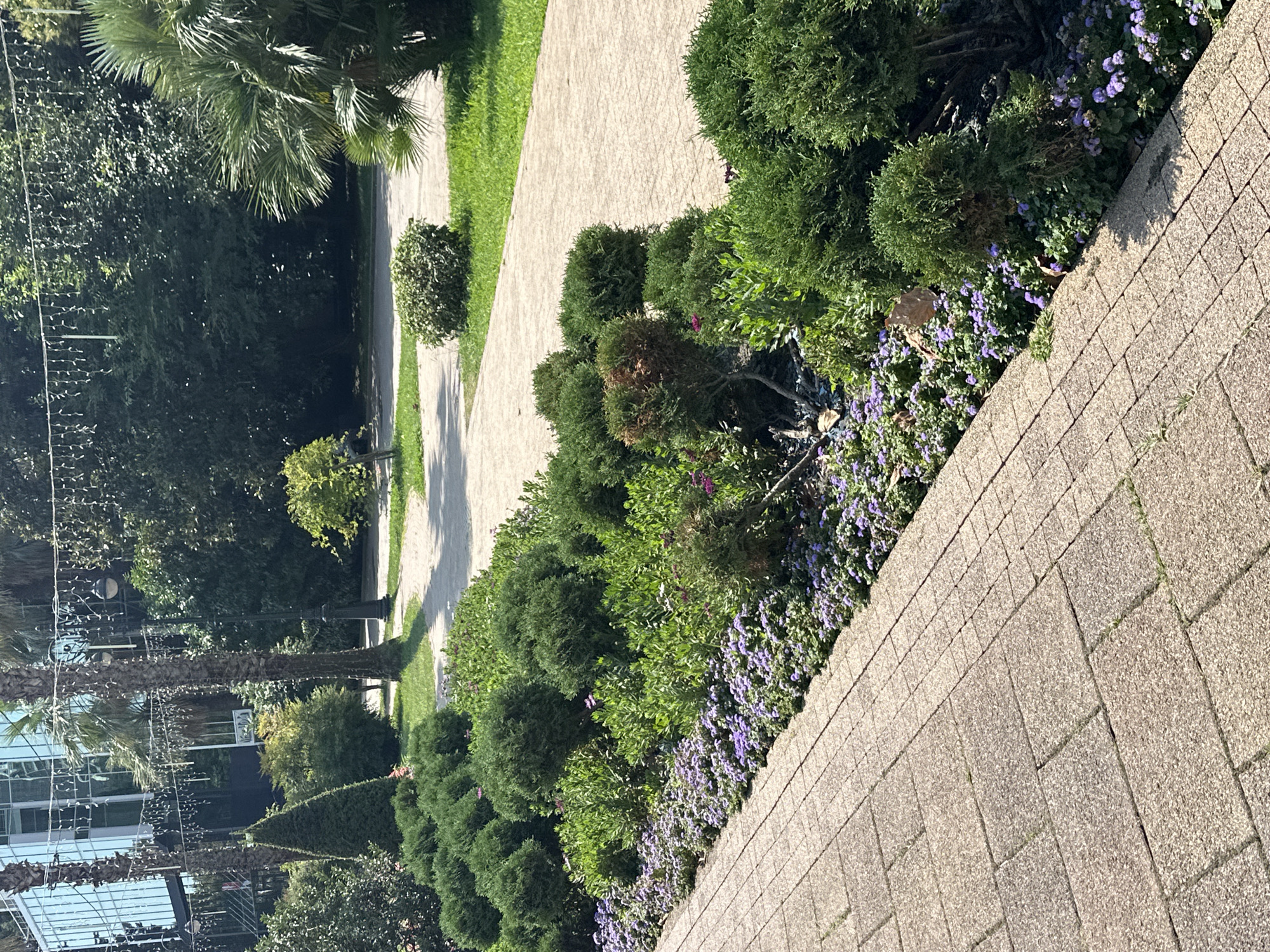 The image depicts a sunlit pathway in a park-like setting, likely in Sochi, Russia, given the presence of palm trees and lush greenery. A paved walkway, made of light-colored rectangular bricks, dominates the foreground, leading the eye towards the background. To the left of the pathway, a meticulously manicured flowerbed is in bloom with small purple flowers, bordered by rows of neatly trimmed green bushes. Beyond the flowerbed, a wider path or lawn is visible, with a few scattered trees and larger bushes. In the background, a modern building with glass windows and a hint of trees behind it can be seen, along with more dense foliage. Decorative string lights are strung between trees, suggesting the area might be used for evening events or illumination. The overall impression is one of a well-maintained public space, possibly a resort or recreational area, with a focus on landscaping and pleasant outdoor aesthetics. There are no people visible in the image.