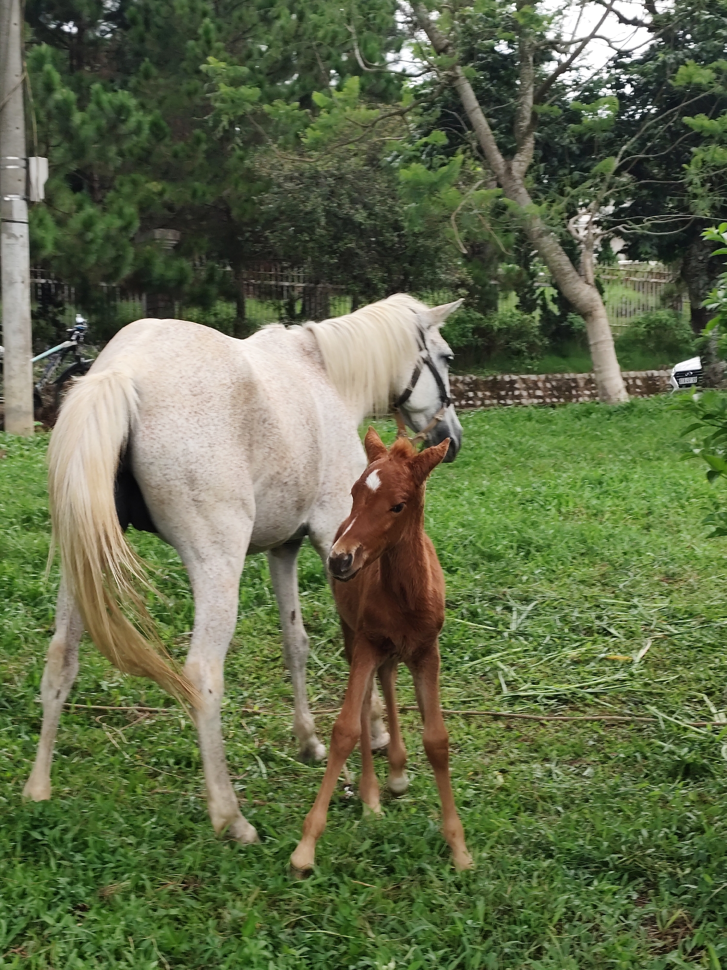 This image depicts two horses in a grassy outdoor area with trees in the background. A large white horse with a dappled coat stands to the left, its body facing right but its head turned to the left, revealing a black bridle. To the right of the white horse, a small brown foal stands facing forward, its head slightly tilted. The foal has a white marking on its forehead. The ground is covered in green grass, with some fallen leaves and twigs visible. In the background, there are various trees, some with visible trunks and branches, and a hint of a wooden fence and a stone wall. To the far left of the frame, a pole and a bicycle are partially visible, suggesting a location near a road or pathway. The overall setting appears to be rural or semi-rural, possibly a stable or a farm. The image composition suggests the animals are in a natural, undisturbed environment. The presence of trees and vegetation indicates it is likely daytime. There is no definitive indication of the city of Da Lat, Vietnam, in the image itself.