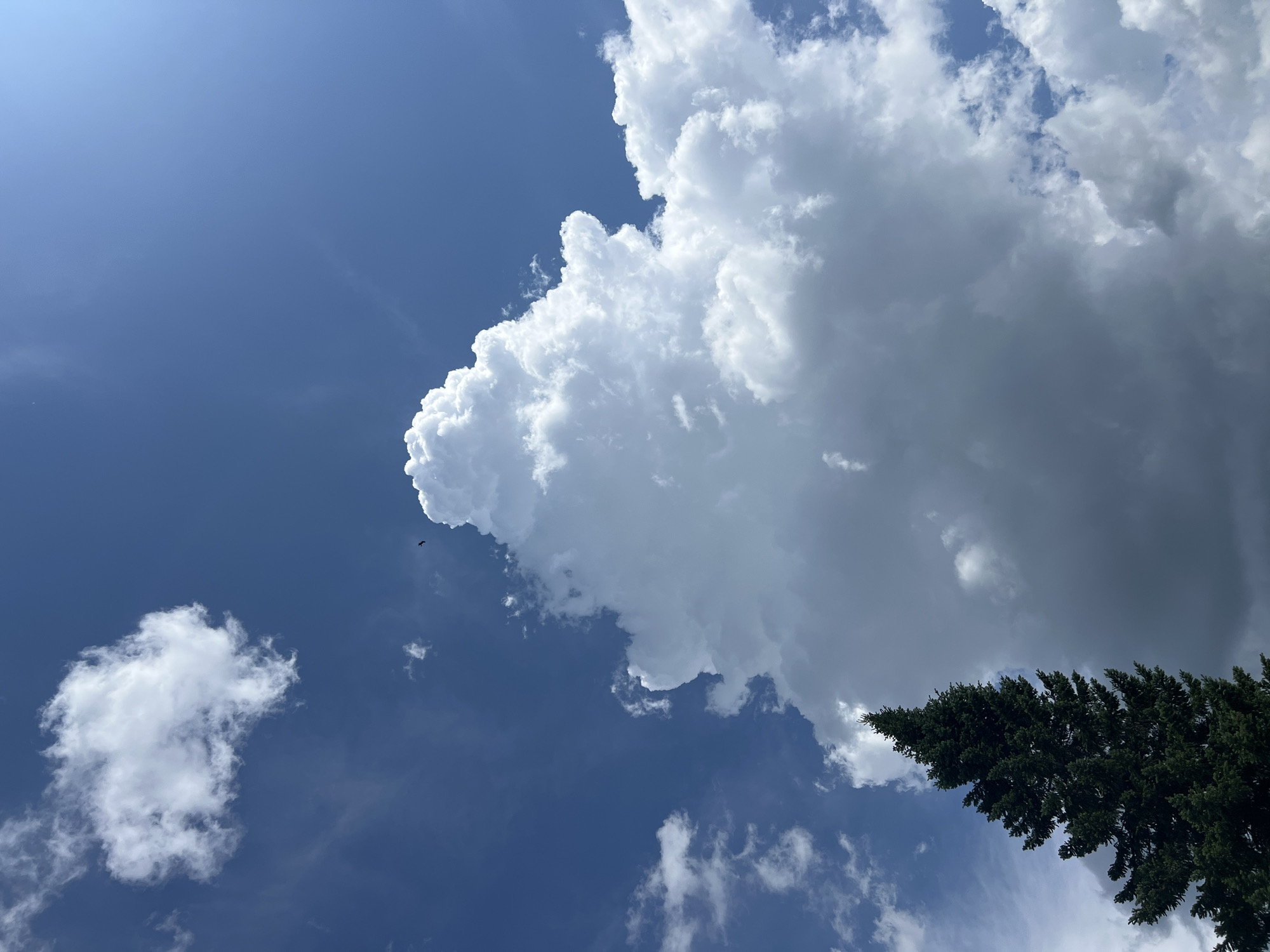 A tall, dark green coniferous tree stands on the left side of the frame, its top reaching towards a bright blue sky dotted with fluffy white clouds. A large, towering cumulus cloud dominates the center and right of the image, its billowy form casting shadows and catching the sunlight. In the distance, a small black bird is captured mid-flight against the blue expanse. The scene is set on a clear, sunny day, suggesting an outdoor environment typical of the countryside or a park in Mochishche, Russia. There are no people or any other discernible human activity depicted in the image.