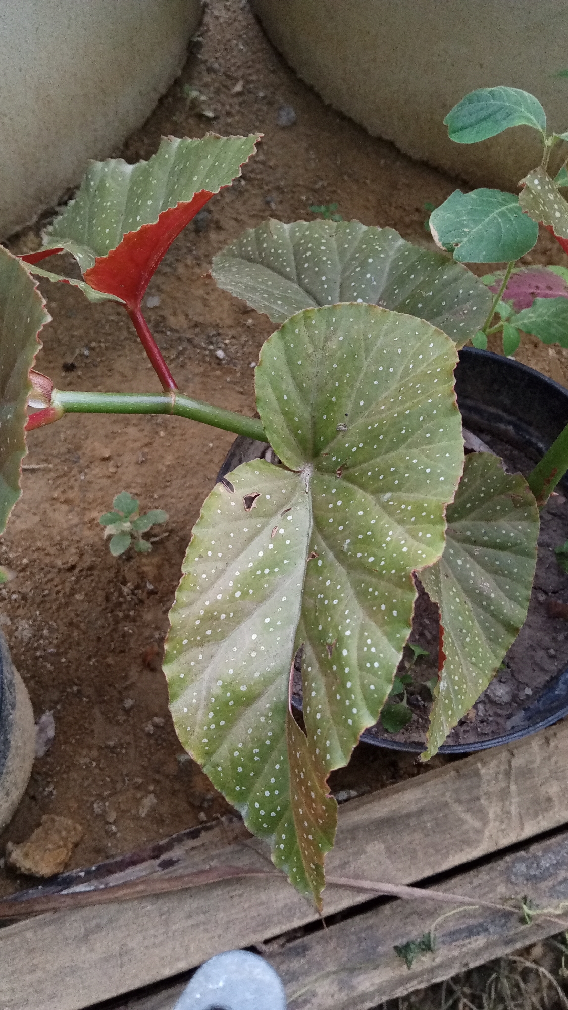 A close-up, top-down shot focuses on a plant with large, green, heart-shaped leaves that are speckled with white dots. The edges of the leaves are serrated and tinged with red. One leaf in the foreground has visible damage, with small holes and torn edges. The plant's stems are a vibrant green, with reddish hues near the leaf joints. The plant is in a black plastic pot filled with dark soil. In the background, there is sandy ground and hints of other vegetation, as well as large, round, pale objects that appear to be planters or decorative elements. Wooden planks are visible in the lower portion of the frame, suggesting an outdoor or semi-outdoor setting. The lighting is natural, indicating daytime. The scene is located in Palohpanyang, Indonesia.