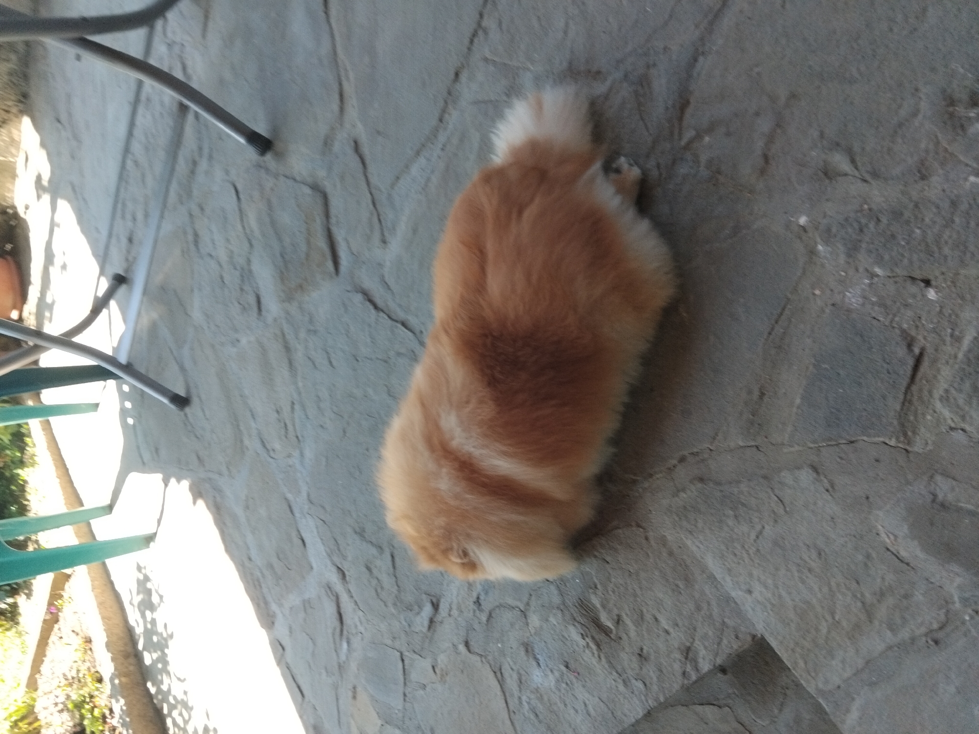 An orange-furred Pomeranian dog is lying on a stone patio in Apriltsi, Bulgaria. The dog is facing away from the camera and appears to be resting. The patio is made of irregular shaped stone pavers. In the background, the legs of two teal colored chairs and metal table legs are visible. Sunlight casts shadows on the patio, indicating it is daytime. Greenery and plants are visible in the upper left corner of the image.