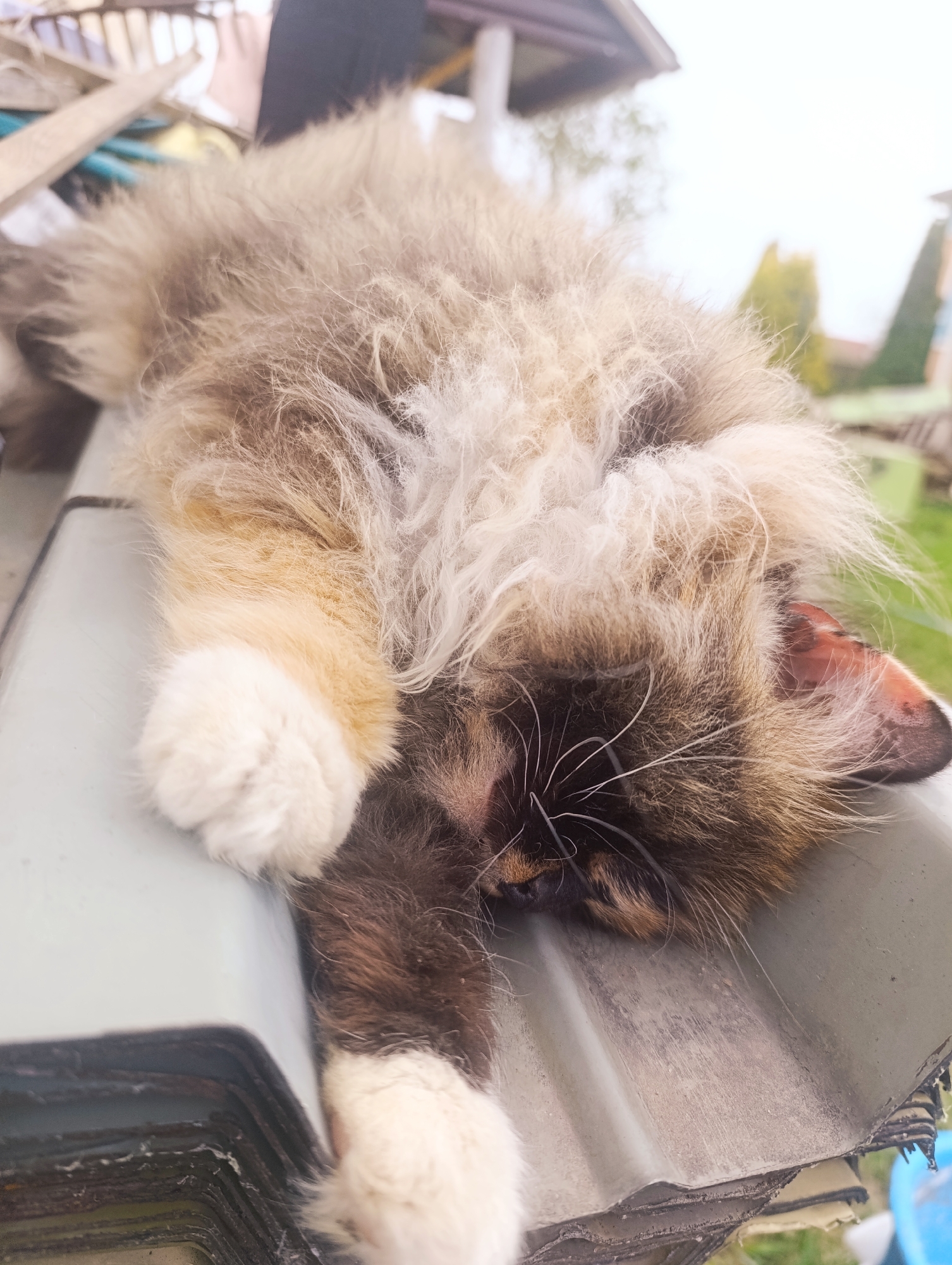 A fluffy cat is asleep on top of a pile of stacked roofing sheets outdoors in a residential area. The cat has long, multicolored fur, primarily brown, tan, and white, with white paws visible in the foreground. The roofing sheets appear to be used or discarded. In the background, there is a blurred view of houses and greenery, suggesting a yard or garden setting. The location and city are unknown.
