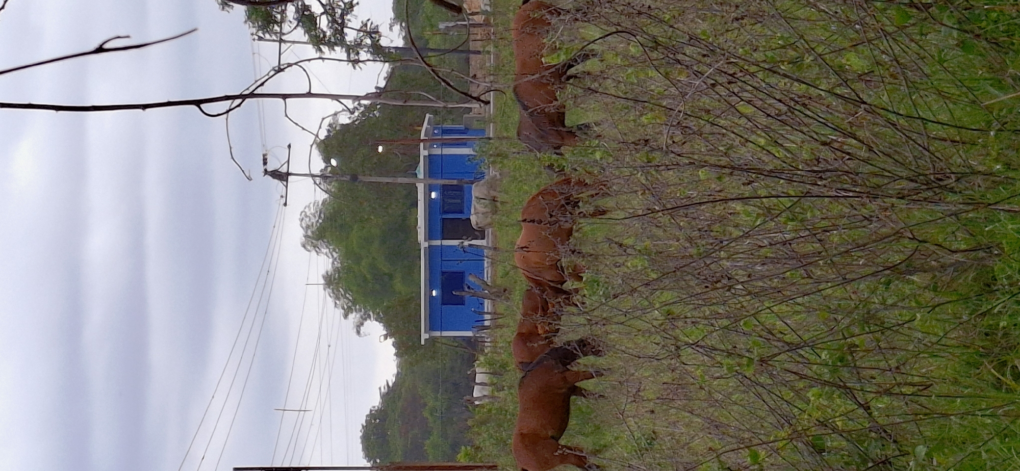 In a vertically oriented outdoor scene, a line of brown cattle is partially obscured by dense, leafy bushes. The cattle appear to be grazing. Behind them, a blue structure with windows and a white roof is visible. Utility poles with electrical lines stretch across the scene against an overcast sky. The background includes trees and a hillside. The location may be in Vallecito, Venezuela.
