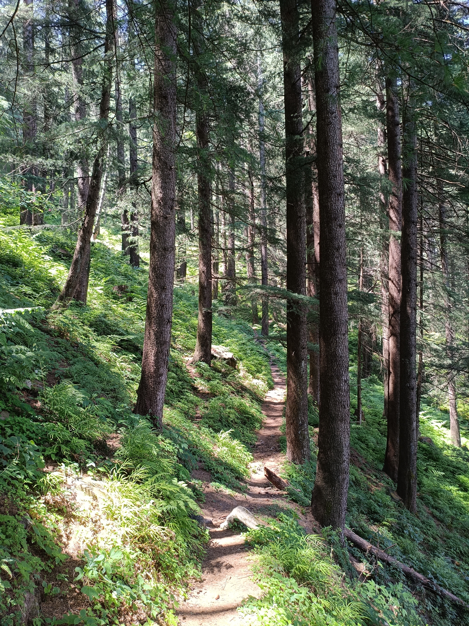 The image depicts a sun-dappled forest path winding through dense greenery and tall trees in Sarsai, India. The path is made of dirt and is bordered by ferns and other lush vegetation that covers a steep, uneven slope. Sunlight filters through the canopy of trees, casting shadows and illuminating patches of the forest floor. The trees are mostly coniferous, with thick, textured bark. The scene conveys a sense of natural tranquility and the untouched beauty of a forest environment.