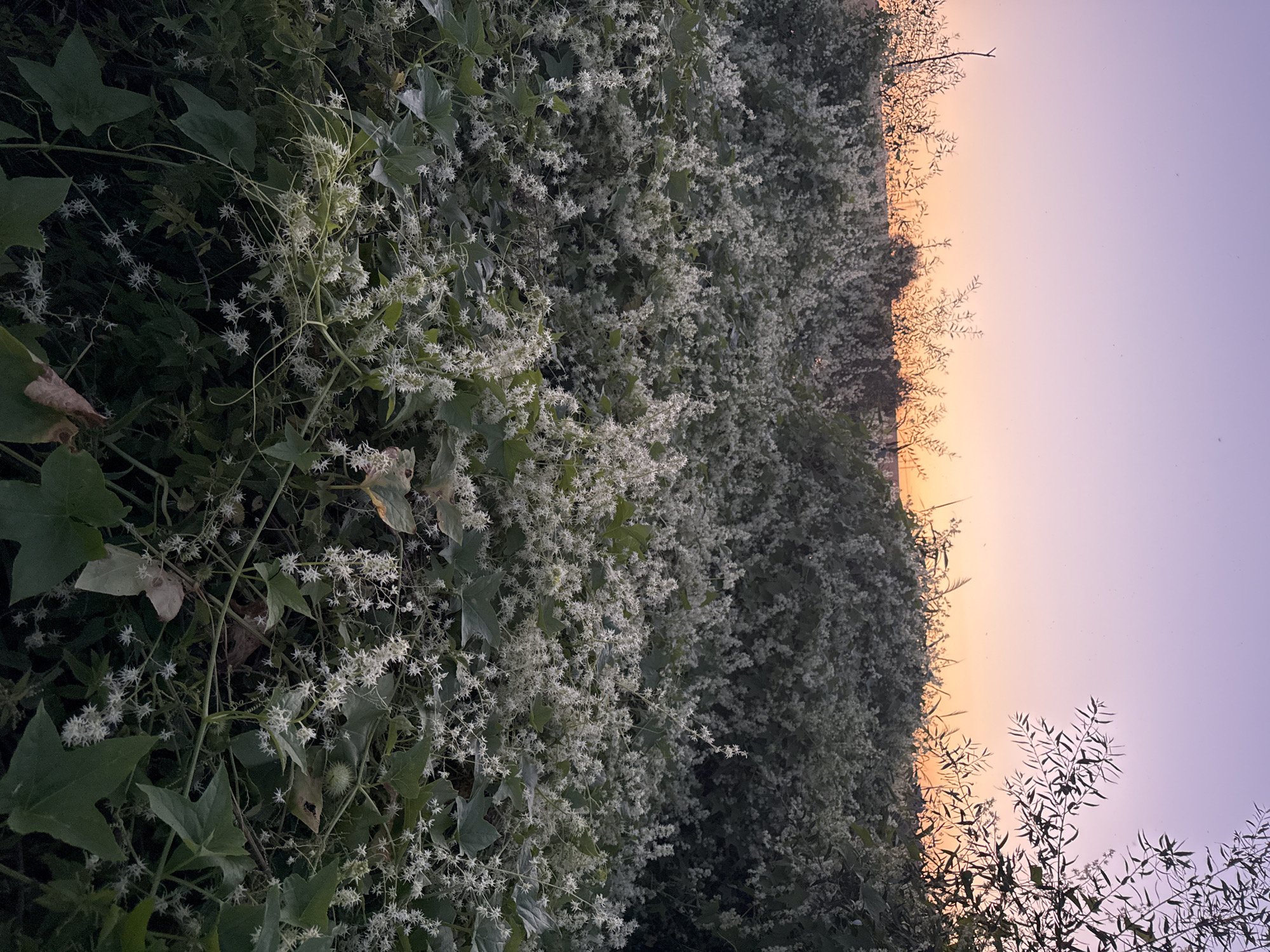 A low-angle, full shot captures a field of white wildflowers under a gradient sky of lavender and soft orange, suggesting twilight. The foreground is dominated by dense, low-lying vegetation adorned with numerous small white star-shaped flowers. Large, dark green leaves are interspersed throughout the foliage. Thin, winding vines snake across the plant life. In the background, silhouetted branches of trees rise against the sky. The location is identified as Bogoslovka, Russia.