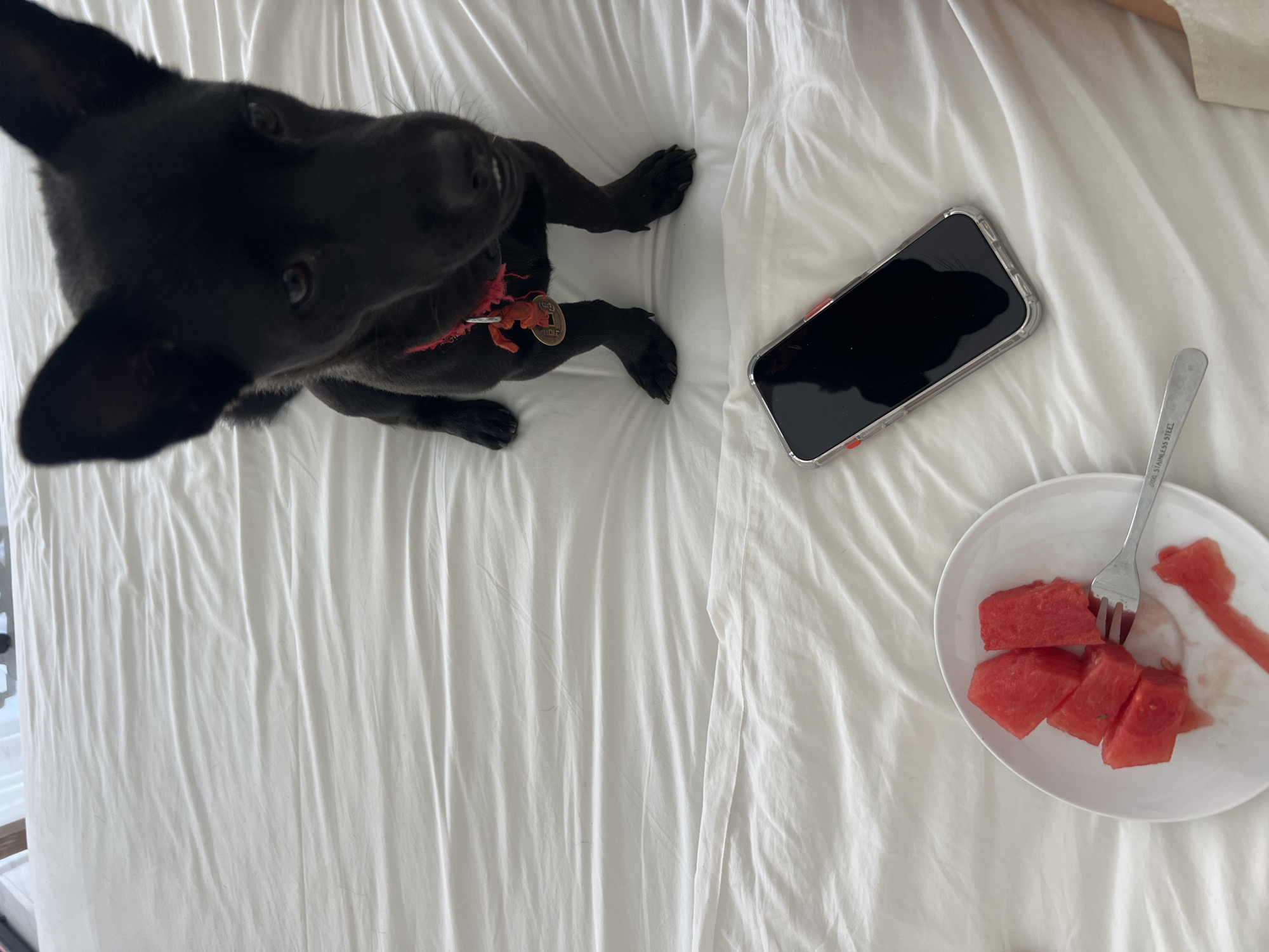 The image shows a top-down view of a black dog on a white bed. Next to the dog is a smartphone with a black screen. A white plate of watermelon sits nearby with a fork resting on the plate. The location is unknown.