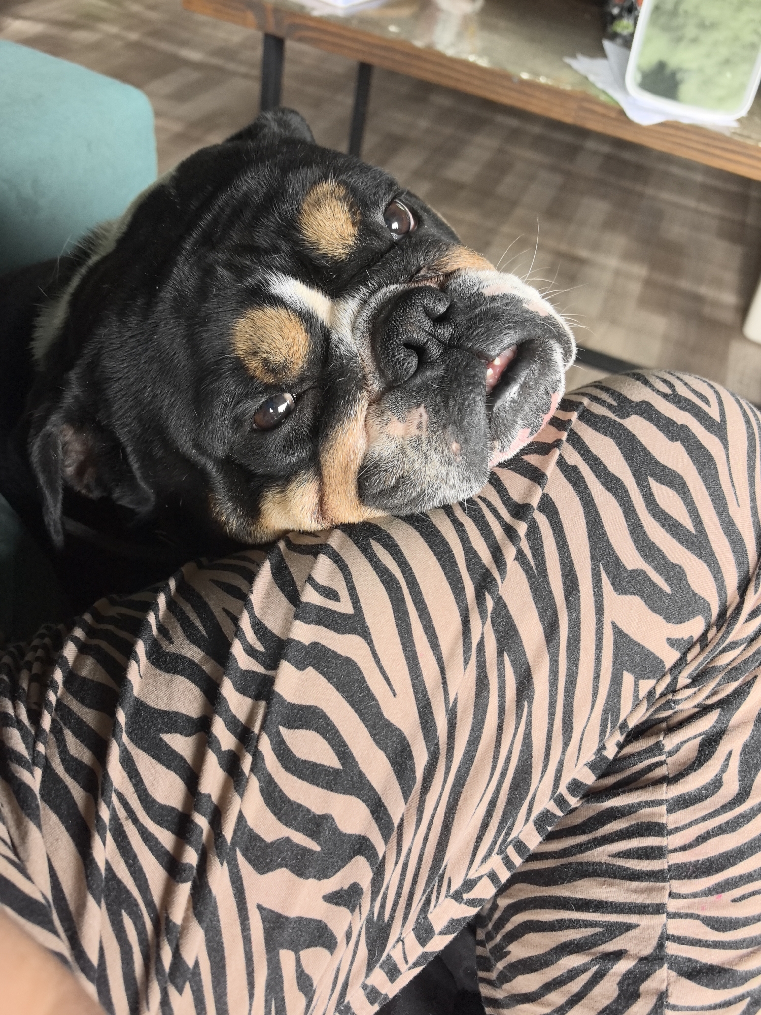 A close-up, high-angle shot focuses on a black, tan, and white bulldog-type dog resting its head on what appears to be a person's lap or leg. The dog, likely a French Bulldog or English Bulldog mix, gazes directly into the camera with large, dark, attentive eyes. Its facial features include prominent wrinkles, a broad black nose, and a hint of its pink tongue peeking from its jowls. The fur displays distinct markings: primarily black over its head and back, with tan/caramel patches above its eyes and on its cheeks, and some white fur visible on its chest and muzzle.
The person's clothing, visible in the lower right, features a striking beige or light brown fabric with a black zebra stripe pattern. The fabric shows gentle folds, suggesting it's draped over a limb. In the background, to the upper left, a blurred section of a teal or turquoise cushion or piece of furniture is visible. Further back, on the upper right, an out-of-focus wooden table with black legs holds a white container with green contents and some papers. The setting appears to be indoors, likely a relaxed home environment. The lighting is soft and even, creating a comfortable and intimate atmosphere. No text is visible in the image.