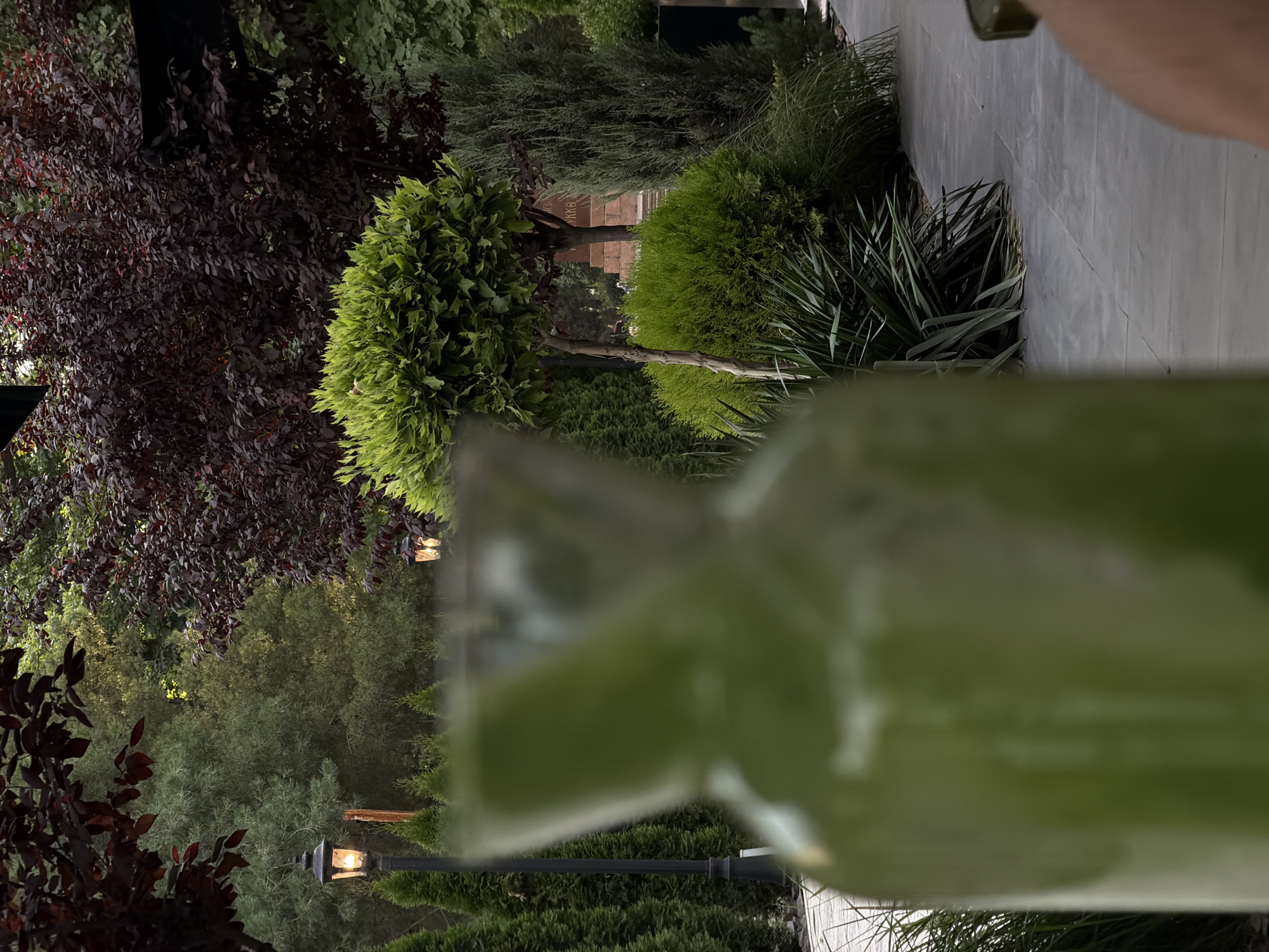A jug filled with green liquid is in the foreground of a garden area in Bishkek City, Kyrgyzstan. The jug is out of focus, obscuring any details about its material or exact shape. The background features a variety of trees and bushes, with a paved walkway and lampposts. In the mid-ground, a tall, cone-shaped evergreen tree stands to the right of a neatly trimmed, rounded bush. Behind these, a dark red-leaved tree dominates the upper portion of the scene, its dense foliage creating a rich contrast with the surrounding greenery. Several other trees, varying in shape and color, fill the rest of the background. Two lampposts with lit bulbs are visible, adding a warm glow to the scene. A hint of a building with inscribed text is visible in the distance. The ground is a gray, paved surface with a visible walkway.