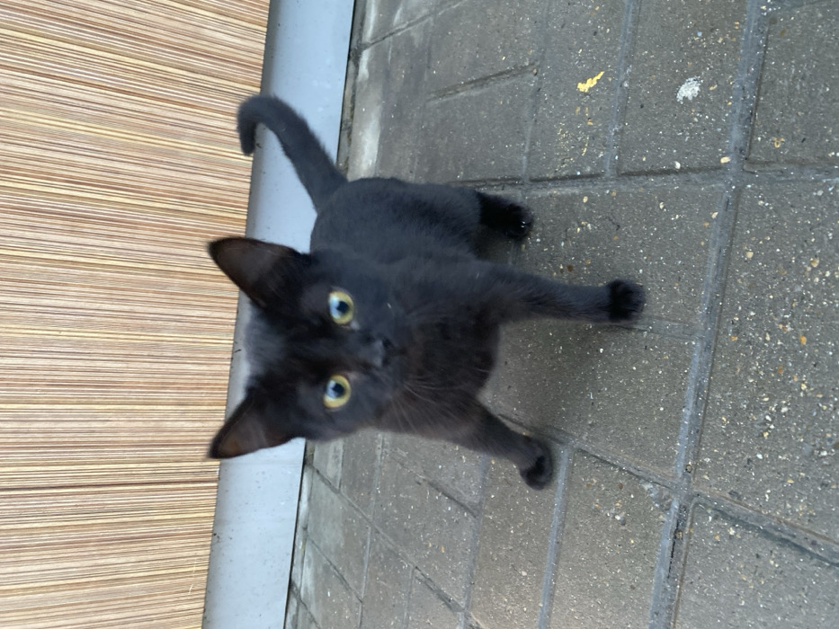 A black cat stares directly at the camera with wide, yellow-green eyes. The kitten stands on a paved surface, its posture suggesting alertness and curiosity. Its tail is curved upward. The background includes a textured, striped wall, a grey gutter, and patterned pavement. Lighting suggests an outdoor setting.