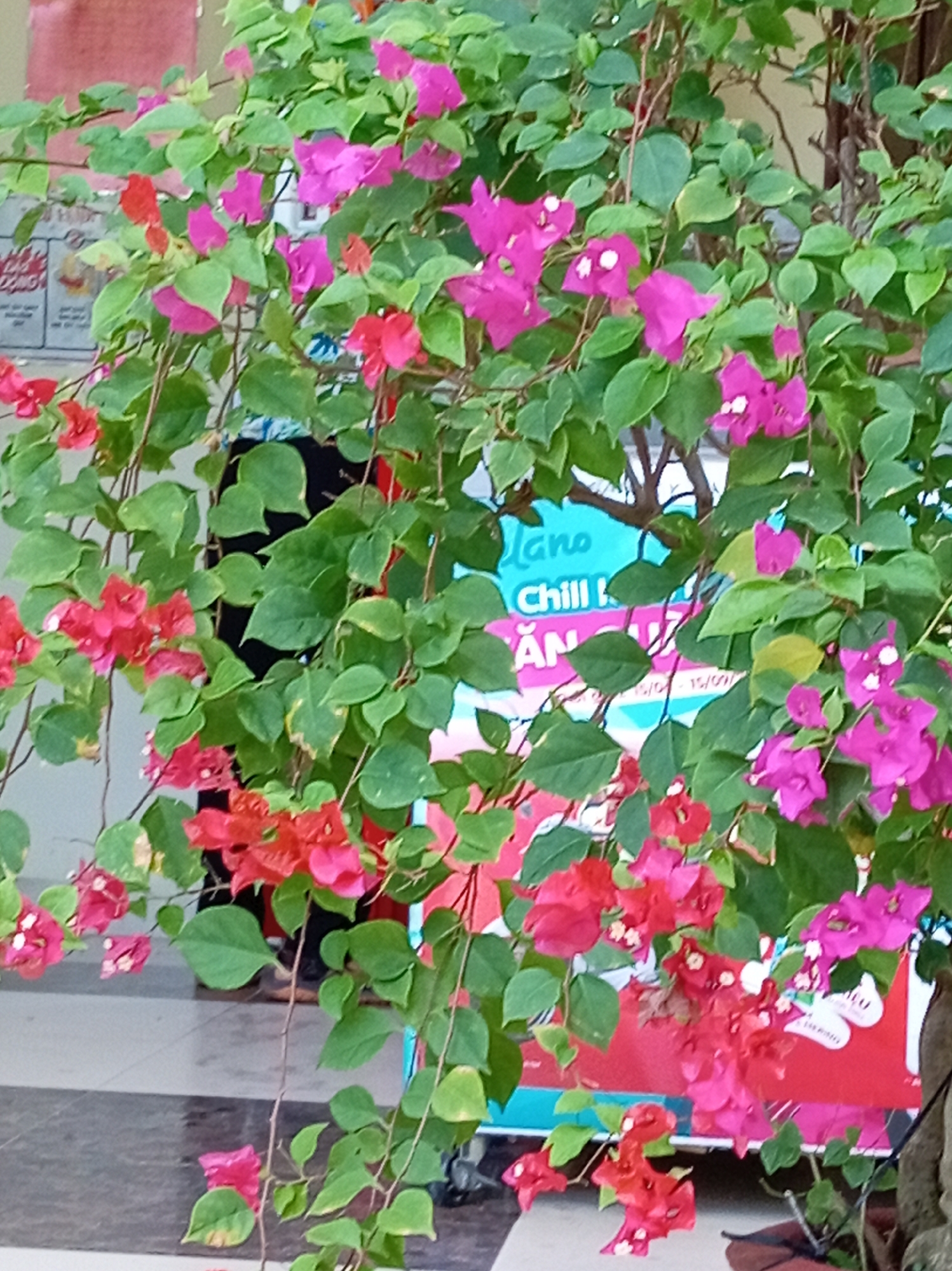 The image shows a close-up view of a bougainvillea plant with vibrant pink and red bracts and green leaves, hanging in front of a blurred background. The background reveals a poster or banner with text that appears to be promotional. Visible text on the banner includes "mano," "Chill K," and "ÁN." There are also date ranges like "15/01 - 15/09" and "15/07 - 15/09". A small portion of a person's dark clothing and shoes is visible in the lower left and right corners of the image, indicating the presence of people nearby. The setting appears to be outdoors, possibly in a public area in Nam Ninh Hoa city, Vietnam, given the context provided. The lighting is natural, suggesting daytime. The focus is on the colorful flowers and foliage of the plant.