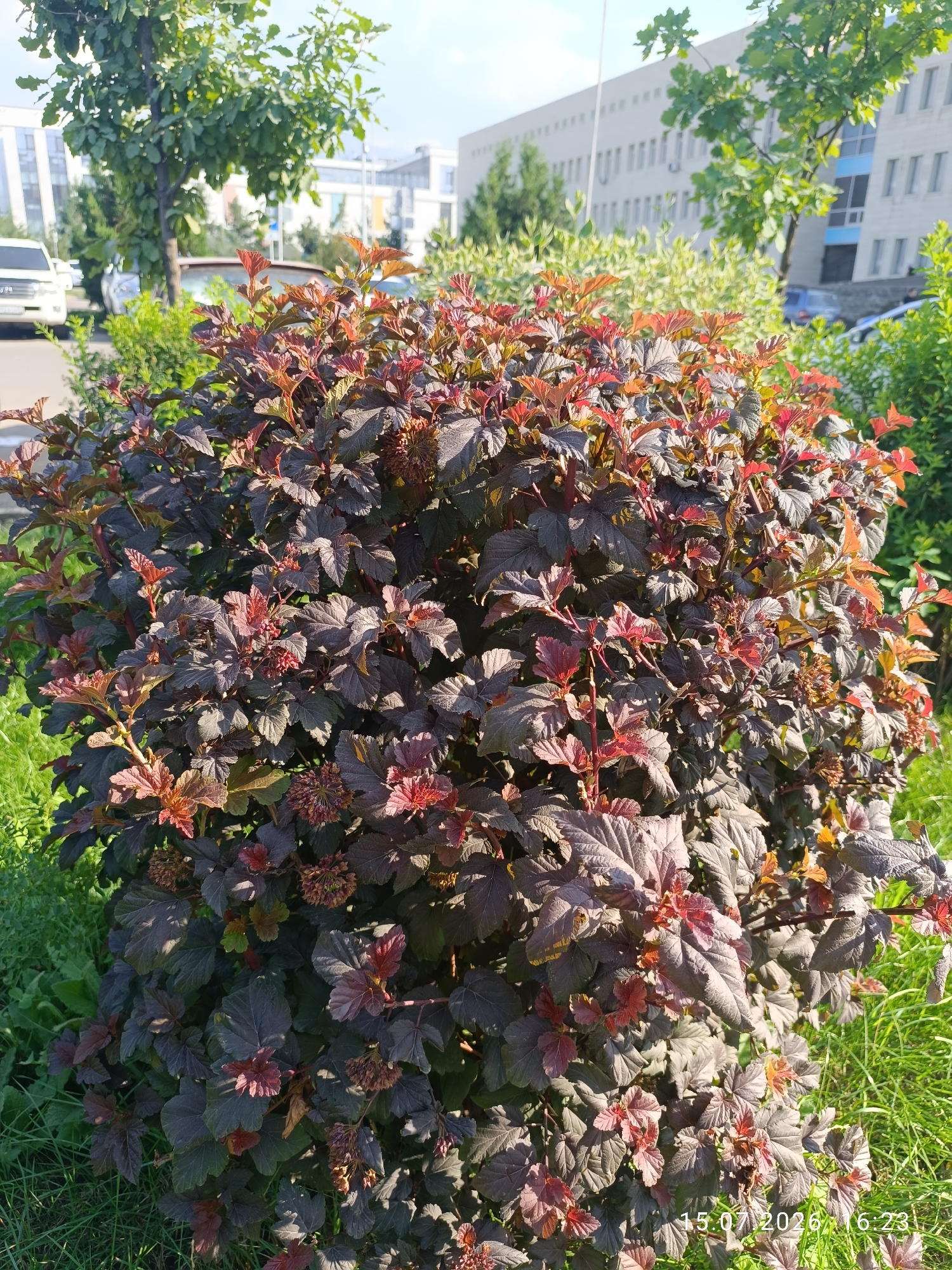 The image shows a close-up of a dark-leafed shrub with red new growth, set against a backdrop of green grass, trees, and a modern office building. The building appears to be a multi-story structure with a light-colored facade and blue window accents. A white van is visible parked to the left of the frame, suggesting an urban or suburban setting. The lighting indicates it is daytime, with sunlight casting shadows on the foliage. The timestamp "15.07.2026 16:23" is superimposed on the lower right corner of the image. Based on the architectural style of the building and the presence of trees and greenery, this scene could be located in the city of Almaty, Kazakhstan, possibly within a business district or a modern residential complex.