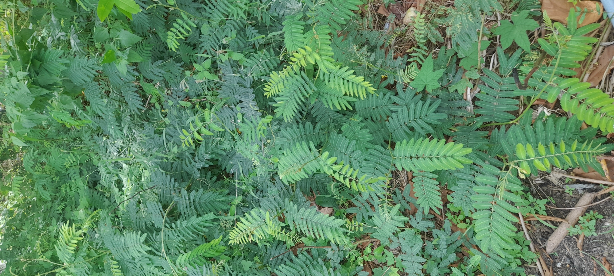 The image shows a dense patch of Mimosa pudica plants in Buketteukuh, Indonesia. The plants feature compound leaves with many small leaflets. Some leaves are light green, suggesting new growth, while others are darker. A few other plant species are mixed among the Mimosa, including a plant with maple-like leaves. Some dried leaves and twigs are scattered on the ground.