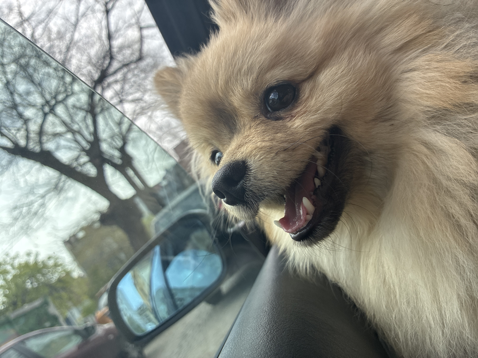 A close-up photograph shows a light brown Pomeranian dog's head emerging from the open window of a car. The dog has black eyes, a black nose, and its mouth is open, exposing its teeth. The interior of the car is visible, with a dark gray dashboard. The car's side mirror is visible through the window, reflecting an out-of-focus view of trees, foliage, and another car. The blurry background suggests an outdoor environment, likely a residential street. The location is stated as Plovdiv, Bulgaria; however, there is no visible information from the image to confirm its location.