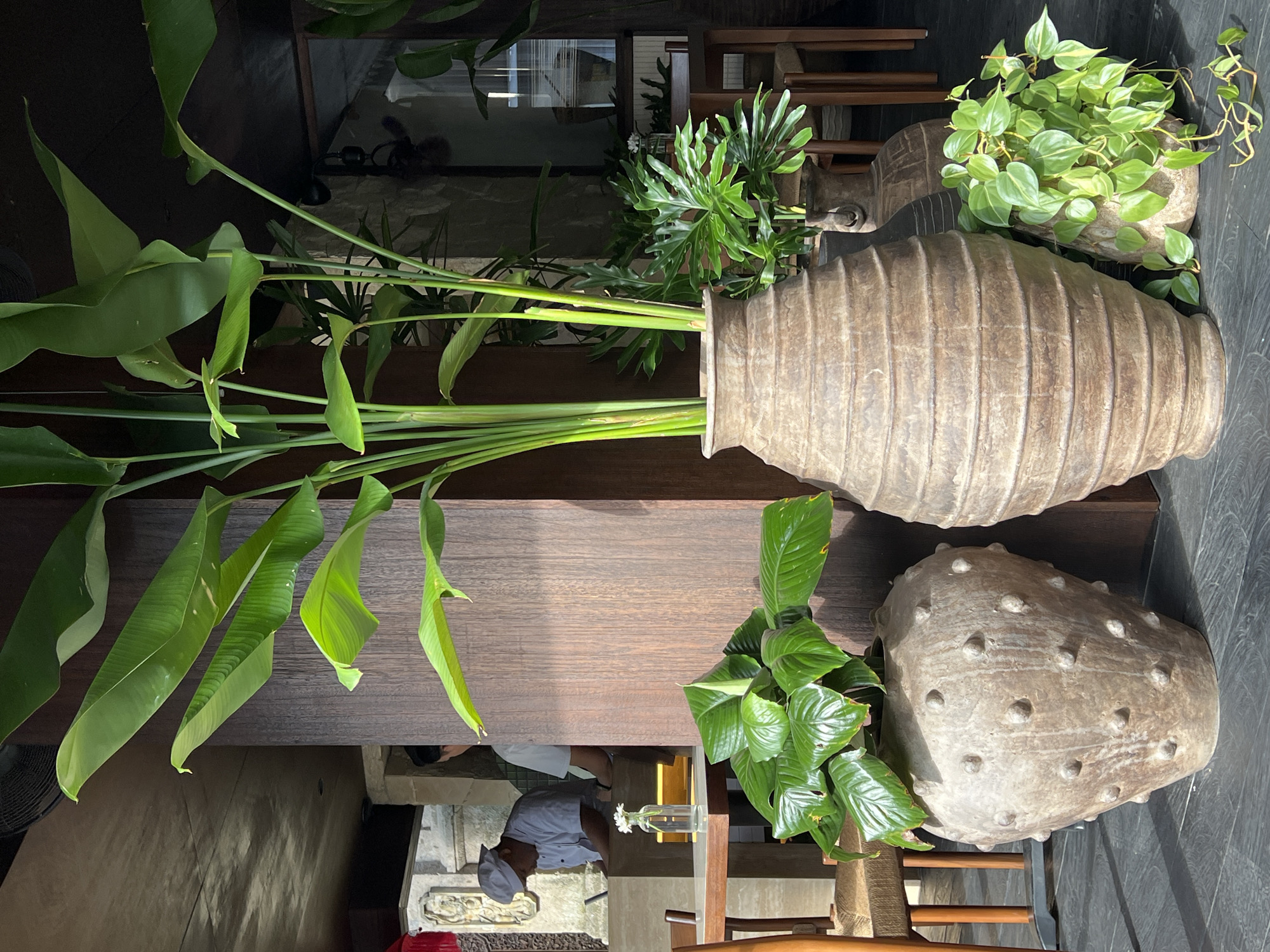 This image captures a serene, plant-filled indoor or semi-outdoor setting, likely in the Ubud District, Indonesia, with a focus on natural elements and rustic decor. A long, dark wooden table dominates the center of the frame, serving as a display for several large potted plants.
On the left side of the table, a tall, ribbed, rustic clay or stone vase holds a dramatic arrangement of broad, bright green tropical leaves, possibly Heliconia or a similar plant, with long, sturdy stems. Behind this, a bushy plant with deeply lobed, vibrant green foliage sprouts from another textured pot. To the right, a rounded, earthy-toned pot contains a trailing plant with variegated green and light yellow, heart-shaped leaves, resembling a 'Neon Pothos' or 'Lemon Lime Philodendron'. Below this, on a dark tiled floor, another plant with broad, dark green leaves is situated next to a unique, irregularly shaped, bumpy stone-like decorative object.
In the background, a person wearing a white chef's jacket and hat is partially visible behind the table, suggesting the location is a restaurant or cafe. A small glass vase containing a single white flower is placed on the table near the person. The scene is illuminated by bright, natural daylight, indicating it is daytime. The overall aesthetic is tranquil and earthy, emphasizing organic textures and tropical greenery. No text is visible in the image.