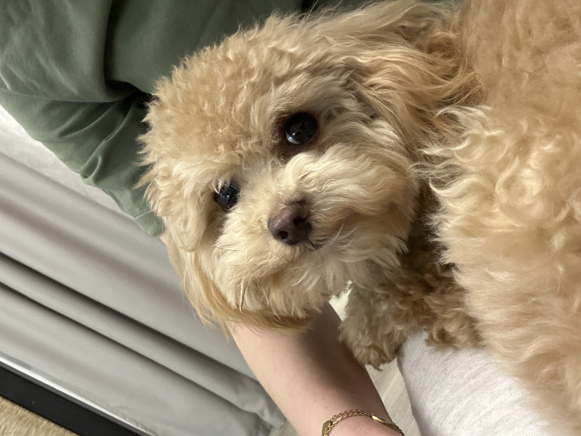 A close-up, slightly tilted shot features a light brown dog with curly fur. The dog's head is positioned centrally, with dark eyes looking towards the viewer. The dog is being held by a person. The person is wearing a light-colored sleeve and a gold bracelet on their wrist. To the left, a green garment is visible, and in the background, light gray curtains are partially visible. The location is слобода Старая, Russia.