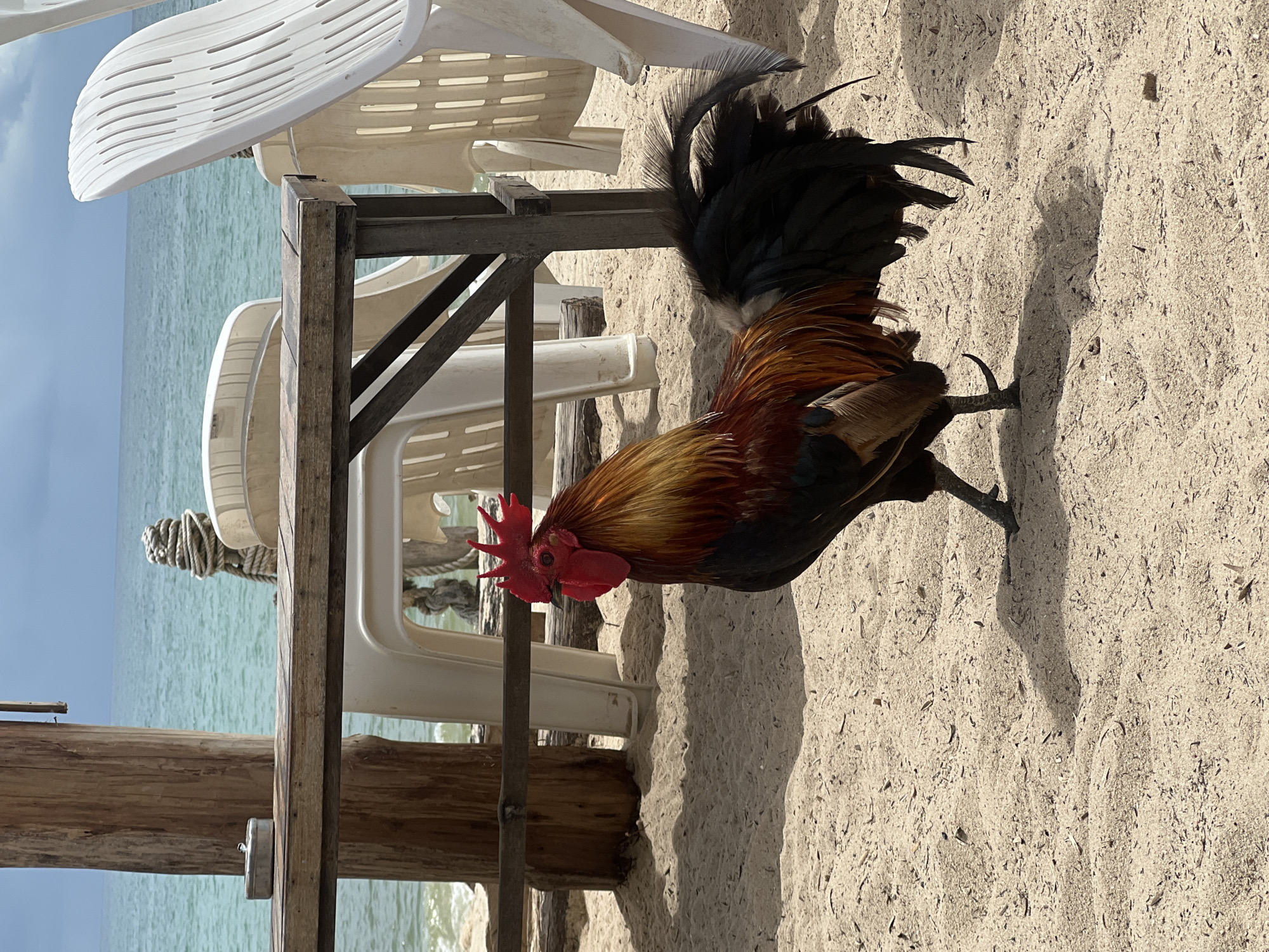 A rooster stands on a sandy beach in front of a wooden table and white plastic chairs. The ocean is visible in the background under a cloudy sky. The rooster has a red comb and wattle, and its feathers are a mix of brown, orange, and black. The table has a small ashtray on it. The scene suggests a relaxed, outdoor dining or seating area by the sea. The location is specified as a beach in Choeng Thale, Thailand.