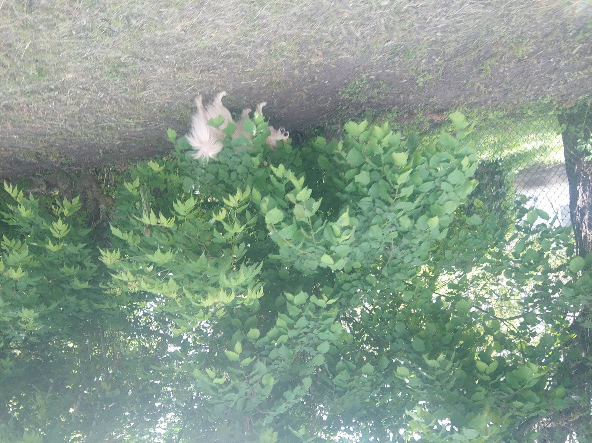 The image depicts a small, light-colored dog partially obscured within a dense bush of green foliage. The dog is near a grassy area and a chain-link fence is visible in the background. The orientation of the image is inverted, with the ground appearing at the top.