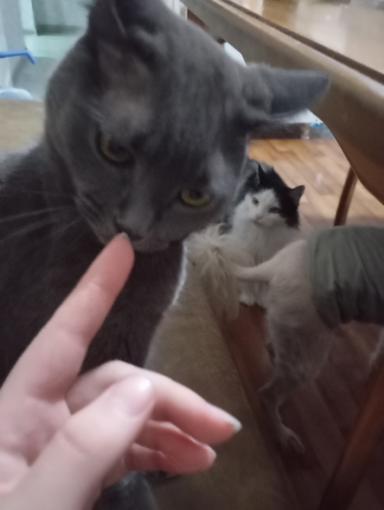 A blurred, close-up shot depicts a gray cat with yellow eyes, its nose near a human finger. In the background, out of focus, is another cat, white and black, sitting near a wooden table leg and a grey-colored object. The location cannot be determined from this image.