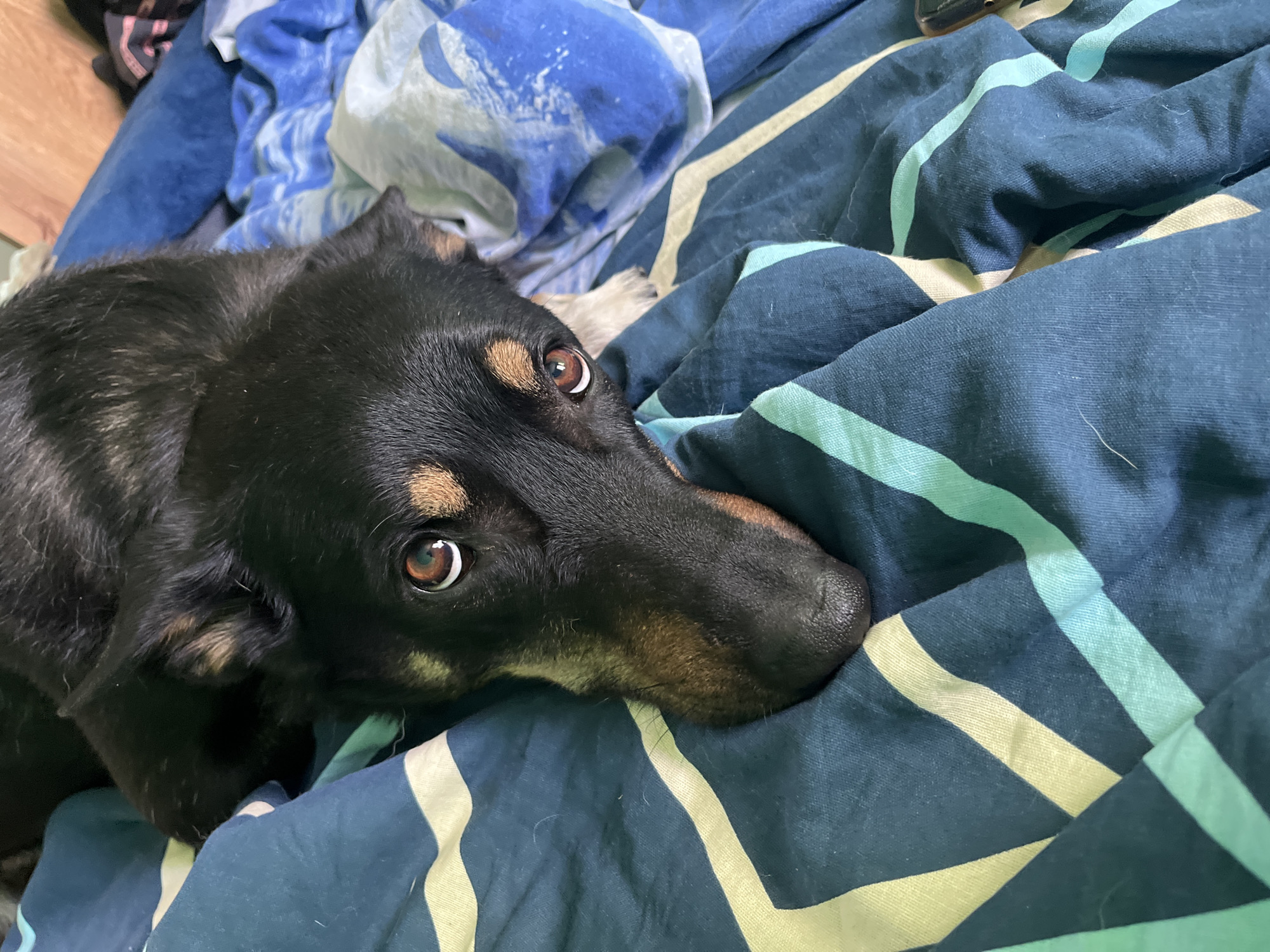 A black and tan dog with brown eyes is lying on a bed with blue, green, and yellow striped bedding. The dog's head is resting on the bedding and it is looking up at the camera. The background shows part of a wooden headboard and a blue blanket with white abstract patterns. The scene appears to be indoors, likely in a bedroom. There is no indication of the dog's location in Nizhny Tagil, Russia.