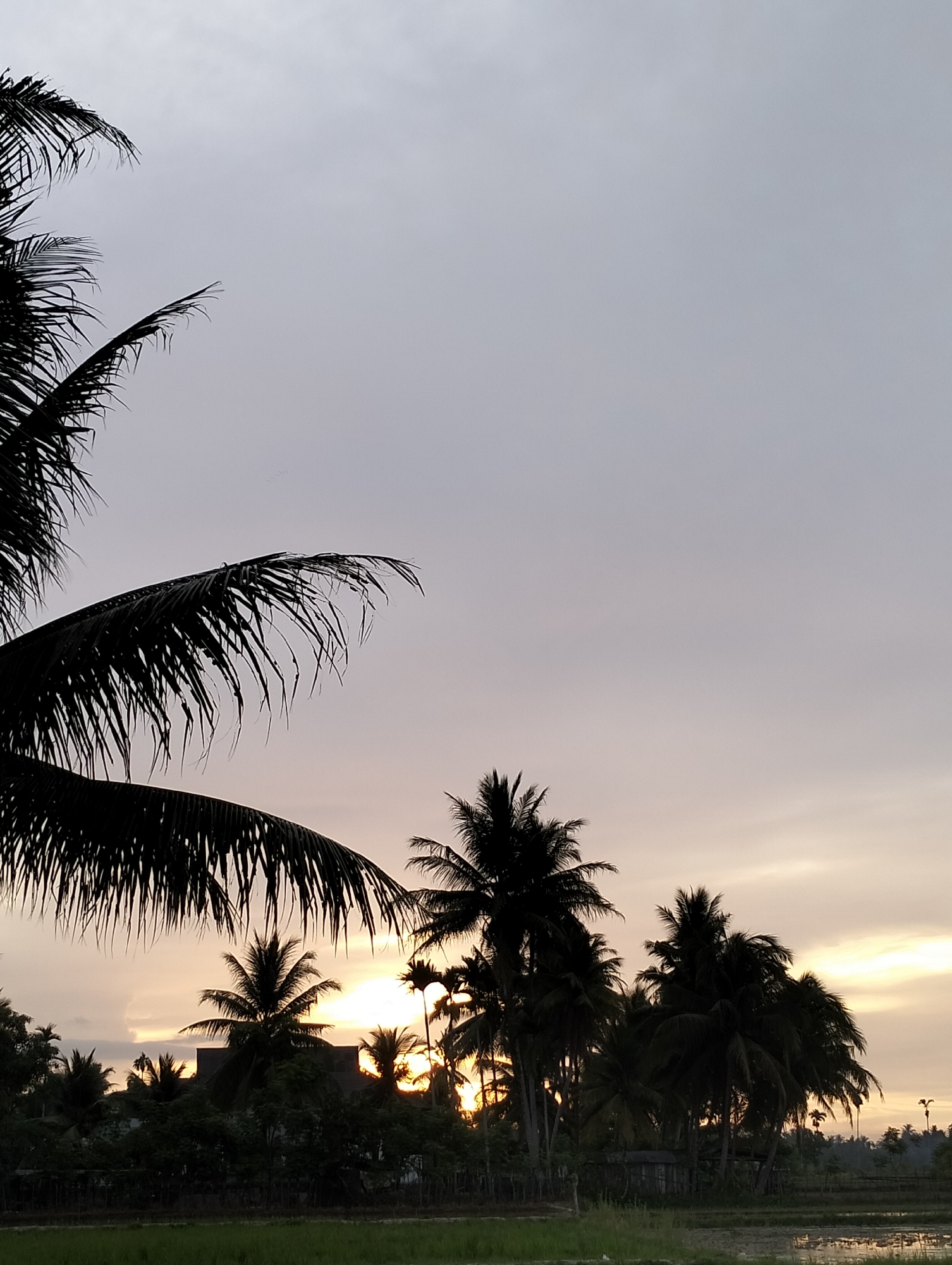 This is a vertical, eye-level, full shot of a rural landscape at sunset in Meunasahalue, Indonesia. In the foreground, there is a dark silhouette of palm fronds against a pale grey sky that transitions to a warm yellow and orange hue near the horizon. Behind the fronds, a dense cluster of dark green trees and various palm trees with feathery fronds are silhouetted against the sky. The sun is low on the horizon, partially obscured by the palm trees and casting a warm glow. The scene also includes a dark, flat roof of a building partially visible through the trees. In the very far distance, a thin strip of lighter sky is visible above a line of darker, silhouetted vegetation, possibly more trees or hills. The bottom of the image shows a dark, horizontal strip of land with hints of green vegetation and water, possibly rice paddies. The overall impression is one of a serene, tropical evening.
