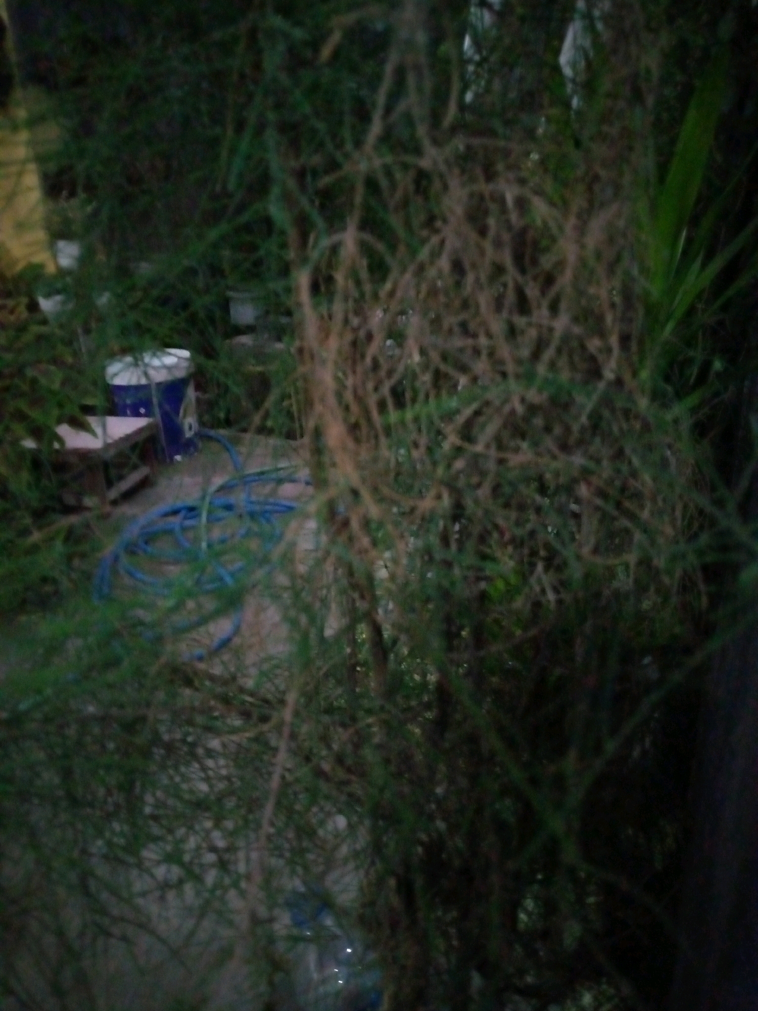 The image captures a dimly lit outdoor scene, likely in a garden or yard, with dense, green foliage dominating the foreground and mid-ground. The overall impression is one of overgrowth and natural clutter. In the mid-ground, a blue and white bucket or container is visible, placed on the ground. Adjacent to it, a blue garden hose is coiled on the ground. A small wooden structure, possibly a bench or a low table, is situated behind the hose and to the left of the bucket. The background is obscured by the vegetation, but suggests a somewhat natural or unkempt outdoor setting. The location is stated to be in the city of Sumberwono, Indonesia.