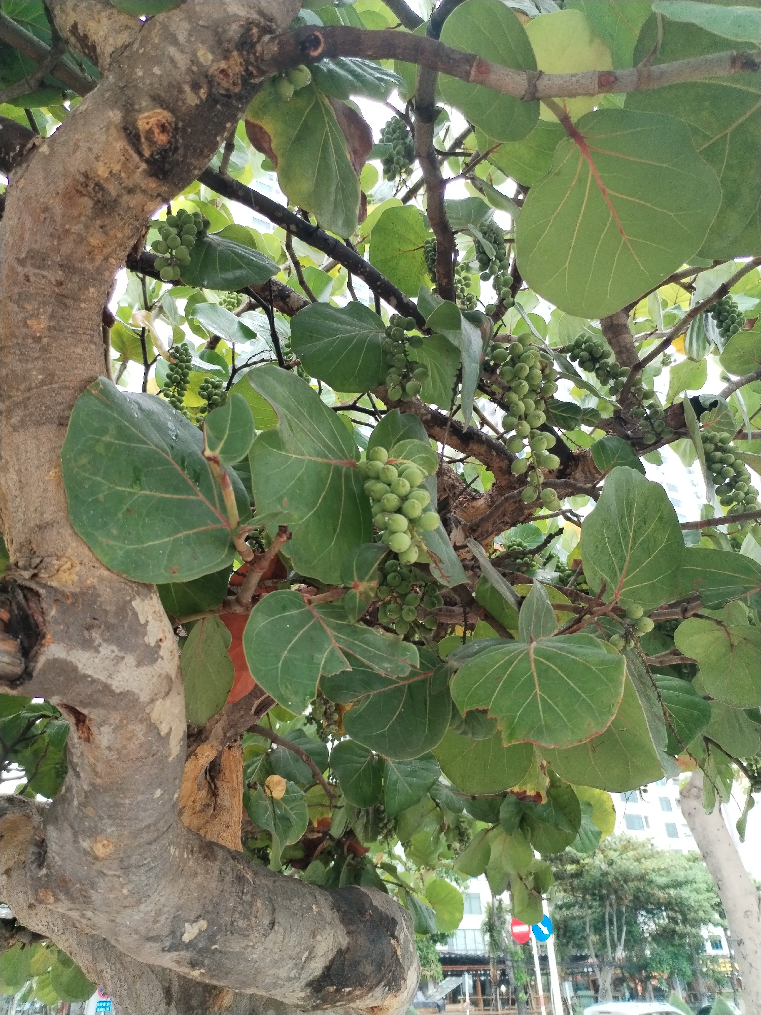The image presents a close-up view of a tree, likely a Sea Grape (*Coccoloba uvifera*), featuring its distinct foliage and fruit. The foreground is dominated by a thick, gnarled, grey-brown trunk and branches. Numerous large, leathery, roundish green leaves are visible, many displaying prominent reddish veins and edges; some leaves show minor tears or brown discoloration, and a few appear wet. Clusters of small, green, unripe berries hang from the branches, resembling grapes.
In the background, an urban environment is discernible through the leaves. White multi-story buildings rise against a bright, overcast or light-filled sky, indicating daytime. Other green trees and foliage are scattered in the midground. A street can be seen at the bottom right, with a white car partially visible. Two circular traffic signs stand out: one red with a white horizontal bar, typically signifying "No Entry," and another blue with a white arrow pointing diagonally downwards and to the right, often indicating "Pass on this side" or "Keep Right." The scene suggests a tropical or subtropical setting, consistent with its location in Bac Nha Trang Ward, Vietnam. No specific activity or human presence is evident.