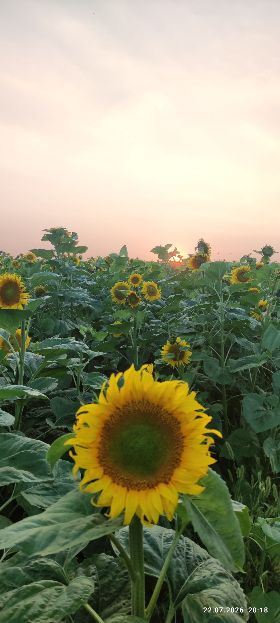 A wide shot captures a field of sunflowers at dusk. The foreground is dominated by a single, large sunflower with bright yellow petals and a dark green center, its face turned towards the viewer. Behind it, a dense field of sunflowers stretches into the distance, their green leaves and stalks creating a textured backdrop. The sun is setting on the horizon, casting a warm, orange glow through the soft, pastel sky. The overall impression is one of natural beauty and tranquility, with the soft light and the vast expanse of sunflowers creating a serene and picturesque scene.