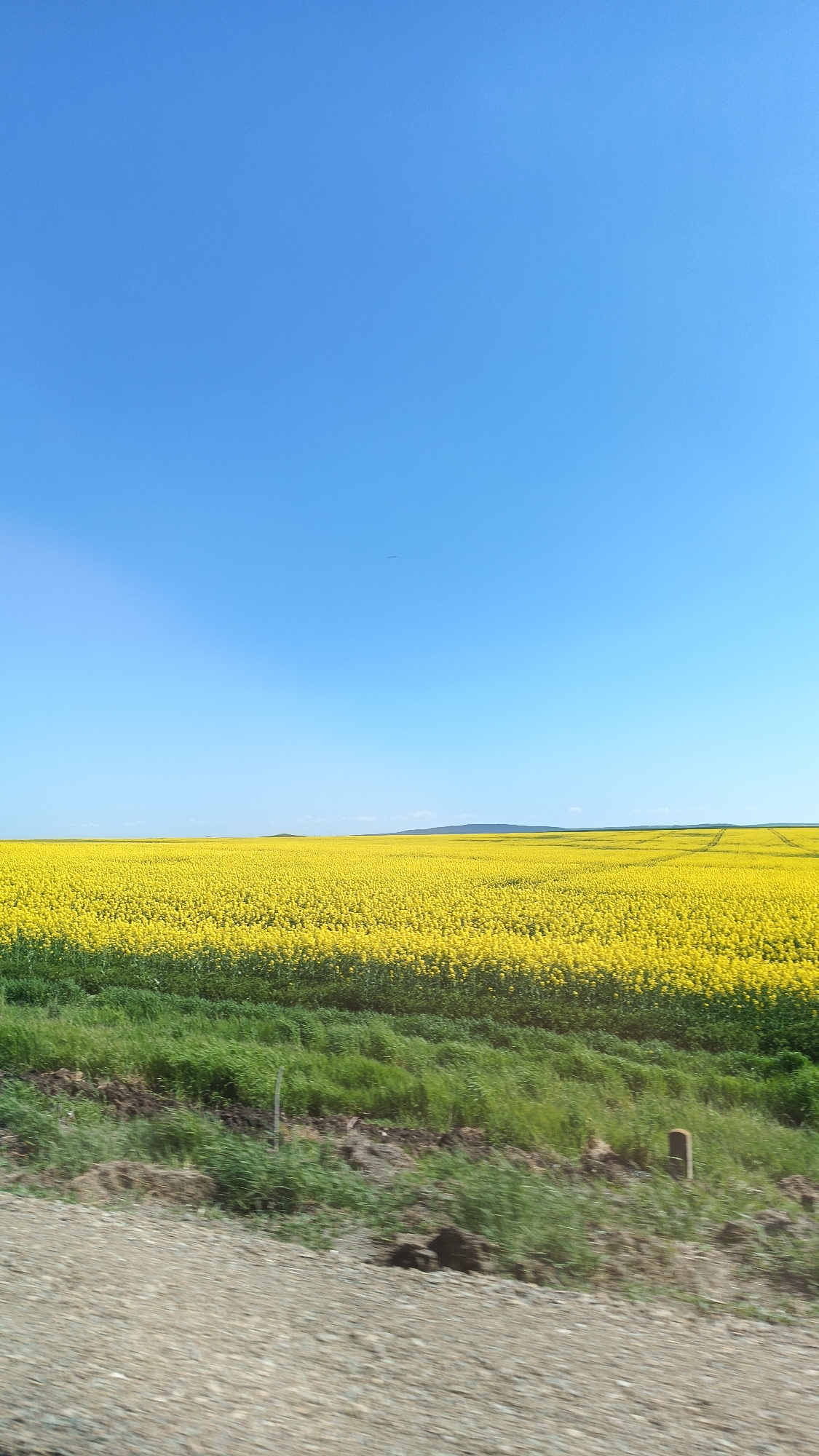 The image depicts a rural landscape in Venets, Bulgaria. A vast field of yellow rapeseed flowers stretches across the midground, with a horizon line suggesting a distant hill. Above the field, a clear, cloudless blue sky dominates the upper portion of the image. In the foreground, a patch of green vegetation transitions into a gravelly, uneven ground. A small wooden post stands amidst the green vegetation. The blurriness in the foreground suggests the photo was taken while moving. No people or animals are visible.