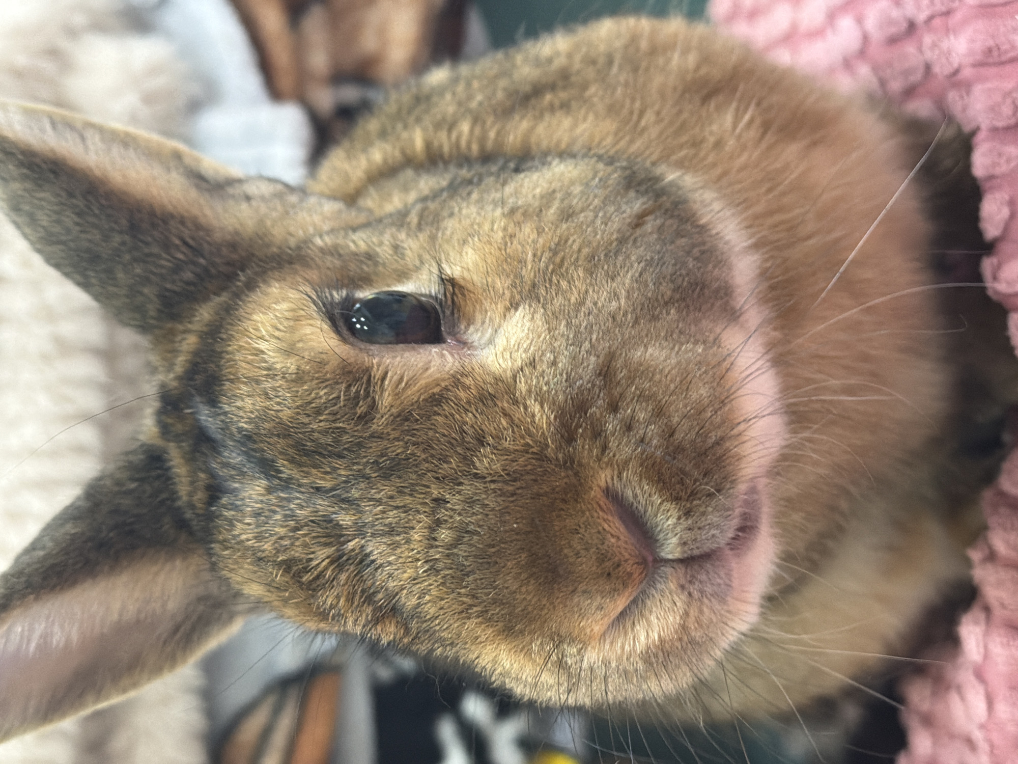 The image is a close-up, head-on shot of a brown rabbit. The rabbit's fur is a mix of brown and black stripes, with lighter fur around its nose and cheeks. Its ears are long and upright, and its eyes are dark and reflective. The rabbit is sitting on a pink, textured surface, possibly a blanket or cushion. The background is blurred, suggesting a shallow depth of field, and appears to be indoors with soft furnishings. There is no indication of the city of Solikamsk, Russia, or any other specific location in the provided image.