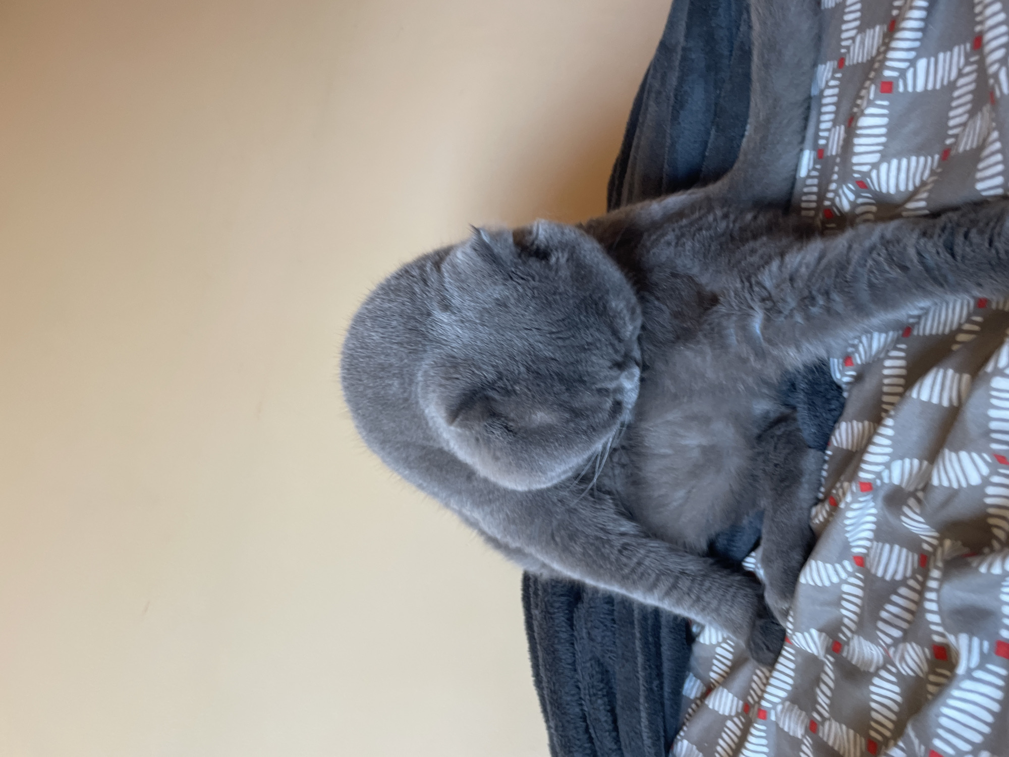 A medium shot shows a gray cat grooming itself on a bed. The cat is curled in on itself, with its head tucked down as it licks its body. Its paws are tucked beneath it, and its tail is curled around its body. The cat is lying on a gray blanket that is on top of a bed with a patterned comforter. The background is a plain, light-colored wall. The image is taken from a slightly elevated angle.