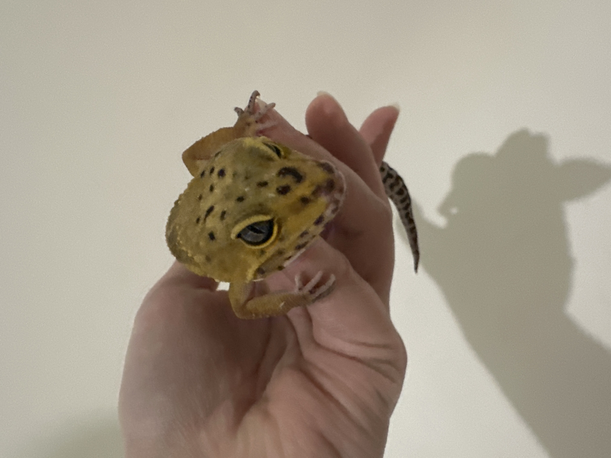 An indoor, eye-level photograph depicts a leopard gecko (Eublepharis macularius) being held by a human hand against a plain, light-colored background. The gecko, predominantly yellow-orange with distinct dark brown spots and dark eyes with yellow irises, faces forward, its body resting in the palm of a fair-skinned hand. Its front limbs are positioned on the fingers of the hand. A prominent shadow of the hand and gecko is cast onto the background surface, indicating an artificial light source from the upper-front. The scene is located in Moscow, Russia.