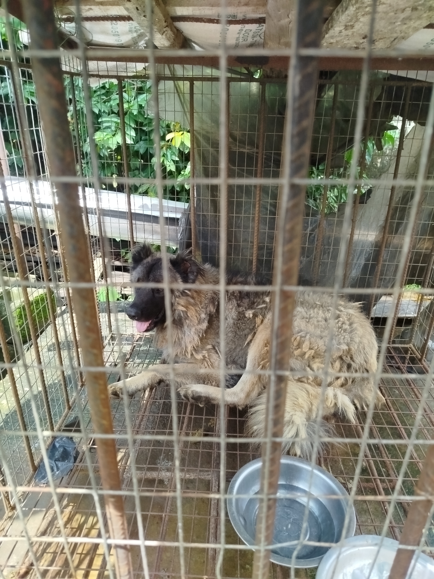A medium shot captures a shaggy, light brown and black dog lying down inside a metal cage. The dog is facing to the right, with its mouth slightly open and tongue visible, appearing to pant. Its fur is thick and unkempt, and it is lying on a metal grate floor. In the foreground, there are several vertical metal bars of the cage, creating a visual barrier. To the left of the dog, a black plastic bag is on the cage floor. Two metal bowls, one with water, are visible in the lower right corner. The background shows green foliage peeking through the cage wires, suggesting an outdoor or semi-outdoor setting. Parts of what appear to be building materials or sheeting are visible above the cage. Some faint, dark text is visible on some of the background elements, but it is largely illegible. The lighting suggests it is daytime, with some shadows visible. The overall impression is of a dog confined in a simple enclosure.