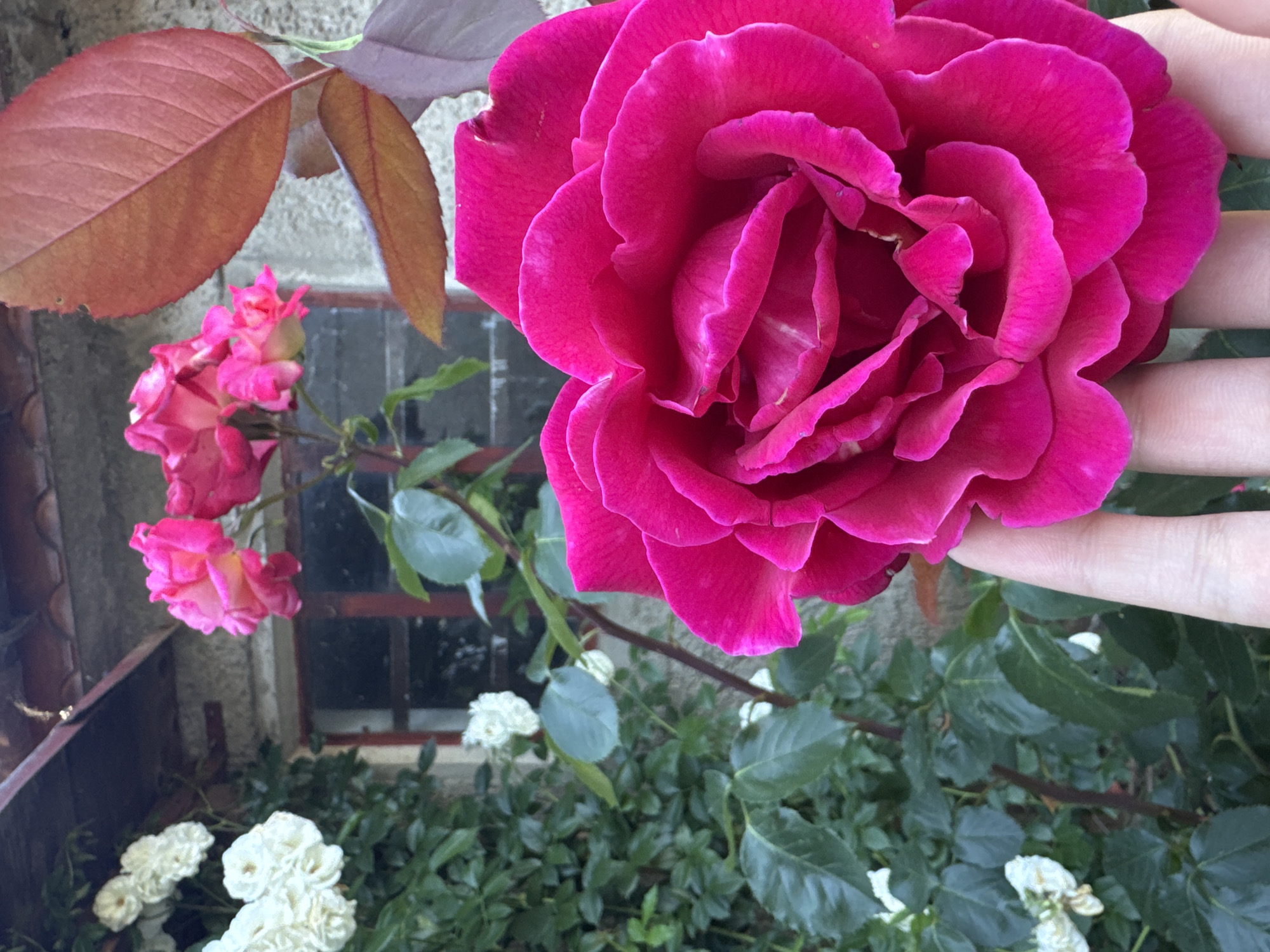 A close-up of a vibrant fuchsia rose in the foreground is held by a person's hand. The rose's petals are densely layered and unfurling. In the blurred background, a building with a tiled roof and a window with a dark frame is visible. To the left of the building, a climbing plant with numerous white roses and green leaves is growing. The setting appears to be an outdoor area, possibly a garden, in Zavet, Bulgaria, given the architectural style. The lighting suggests it is daytime.