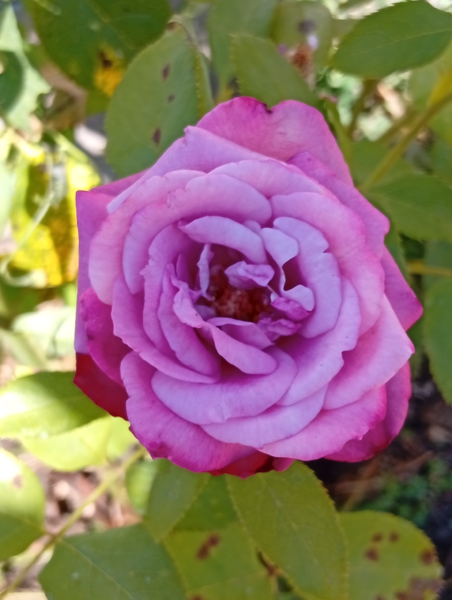 An overhead, close-up shot focuses on a single, blooming pink rose, its petals tightly furled in the center and gradually unfurling outwards. The rose is positioned in the upper right quadrant of the image, with a portion of its dark pink outer edge visible at the bottom right. Surrounding the rose are several green leaves, some appearing slightly yellowed and spotted, and the background is blurred, suggesting an outdoor setting with natural light. The image is taken in a garden in Unknown, Unknown.