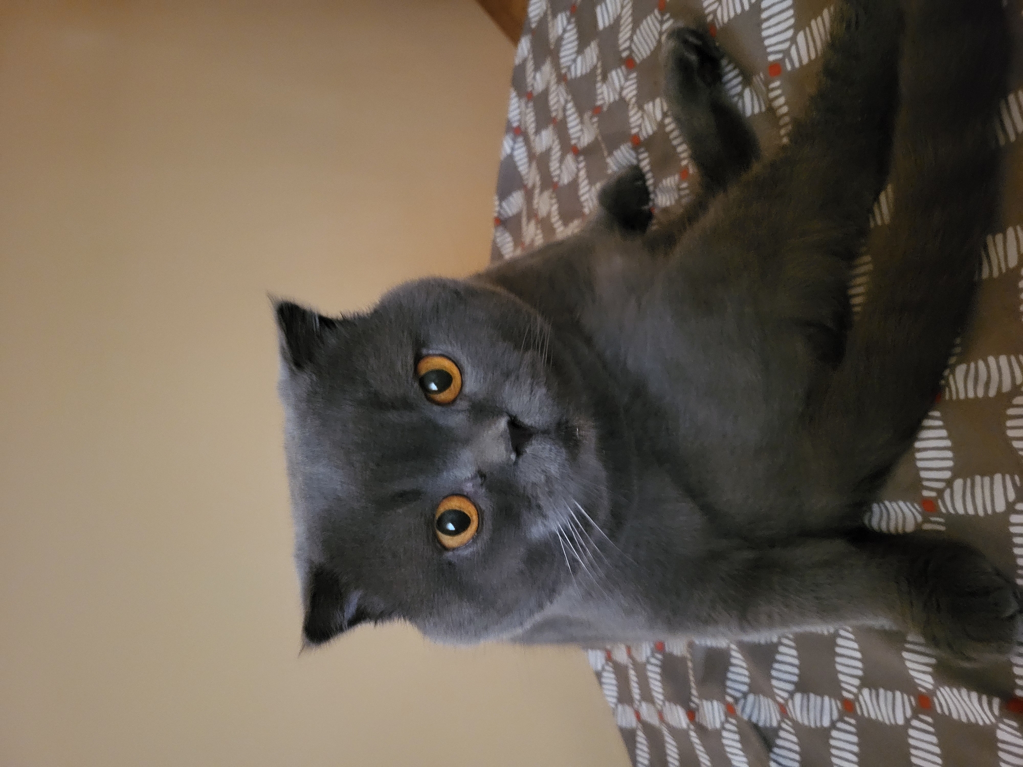 A short-haired, grey cat with orange eyes is sitting on a patterned surface. The cat is facing forward with its head tilted slightly. The background is a plain, light brown wall.