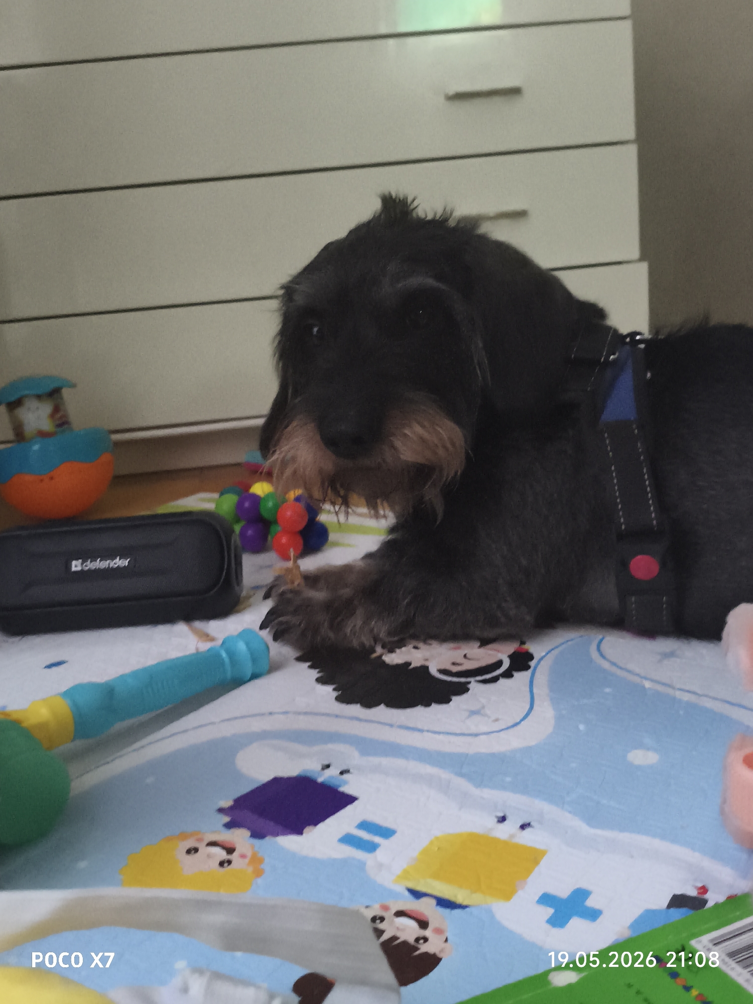 The image depicts a wirehaired dachshund lying on a colorful patterned mat indoors. To the left of the dog are various toys, including a blue and yellow plastic toy, a black "defender" speaker, and a ball-shaped toy with smaller colorful spheres. The dog wears a harness with blue and grey straps and a red attachment point. In the background, a set of white drawers is visible. The location is not specified, and no city is mentioned. The date "19.05.2026" and time "21:08" are imprinted on the bottom right corner of the image, along with "POCO X7" on the bottom left corner.