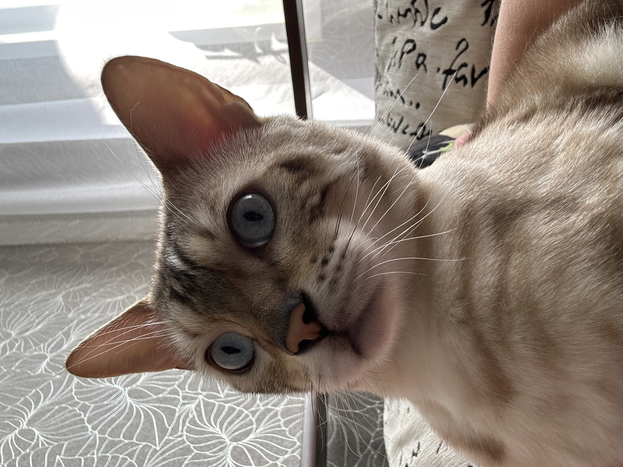 A close-up, eye-level, medium shot captures a light brown and white cat with striking blue eyes. The cat is positioned centrally, facing slightly to the left, with its ears perked and forward. Its fur exhibits a speckled pattern of darker brown markings against a lighter base. The cat's pink nose and whiskers are clearly visible. In the background, to the left, a light grey curtain with an abstract white floral pattern is illuminated by sunlight. To the right, a sheer white curtain is also visible, with sunlight casting shadows. The cat is resting on a patterned surface that appears to be fabric, with black cursive writing on a beige background. A person's arm, with pale skin, is partially visible under the cat on the right side of the frame. The overall lighting suggests daytime, with sunlight streaming in from a window. No specific city or geographical markers are identifiable in the image to confirm a location in Energetik, Russia.