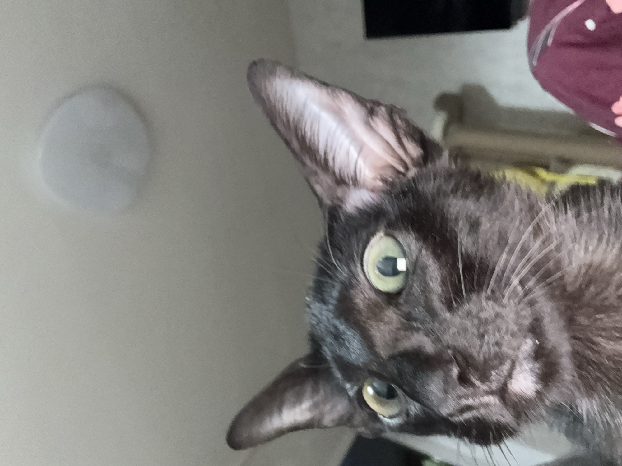 This media file captures a close-up, rotated portrait of a dark-furred cat, taken indoors in Chaikovsky, Russia. The cat's head, tilted significantly, occupies the right side of the frame, as it looks directly at the camera with an alert and curious expression. Its striking green eyes feature clear reflections of light. The cat's large, pointed ears are prominent, with distinct internal ridges and lighter fur visible within the right ear. Its short, sleek coat shows subtle variations in color, hinting at tabby patterns, especially on its face, which is adorned with delicate whiskers.
The background primarily consists of a plain, light-colored wall or ceiling. A faint, circular white shape, possibly a light fixture or reflection, is visible on the upper left. Toward the upper right, behind the cat, there are hints of a darker area, likely furniture, and a section of maroon or burgundy patterned fabric, resembling a blanket or clothing item. A soft, indistinct shadow in the mid-background could be another object. The lighting suggests an indoor setting, possibly during the day or under artificial light. There is no visible text in the image.
