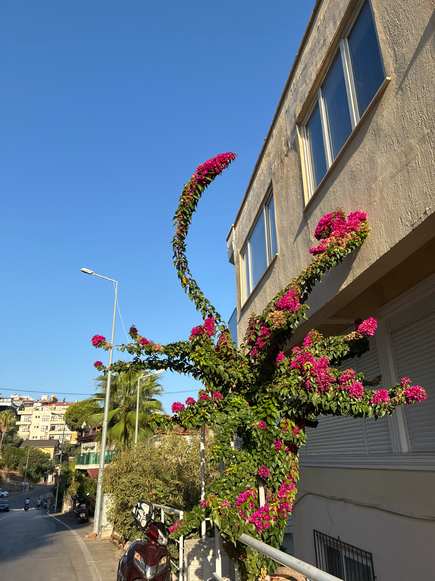 The image depicts a street scene in Alanya, Turkey, bathed in bright sunlight under a clear blue sky. In the foreground, a vibrant bougainvillea plant with abundant pink blossoms is draped over a metal railing and climbs up the side of a building. The building, painted in a light beige color, features several windows with white frames, and some have closed shutters. To the left of the building, a street curves gently uphill. A few vehicles, including motorcycles and cars, are visible on the street, with a few pedestrians walking. In the background, a palm tree and other lush greenery are present, and further up the hill, residential buildings with terracotta roofs are clustered together. A street lamp stands on the sidewalk near the bougainvillea. The scene suggests a warm, sunny day in a Mediterranean coastal town.