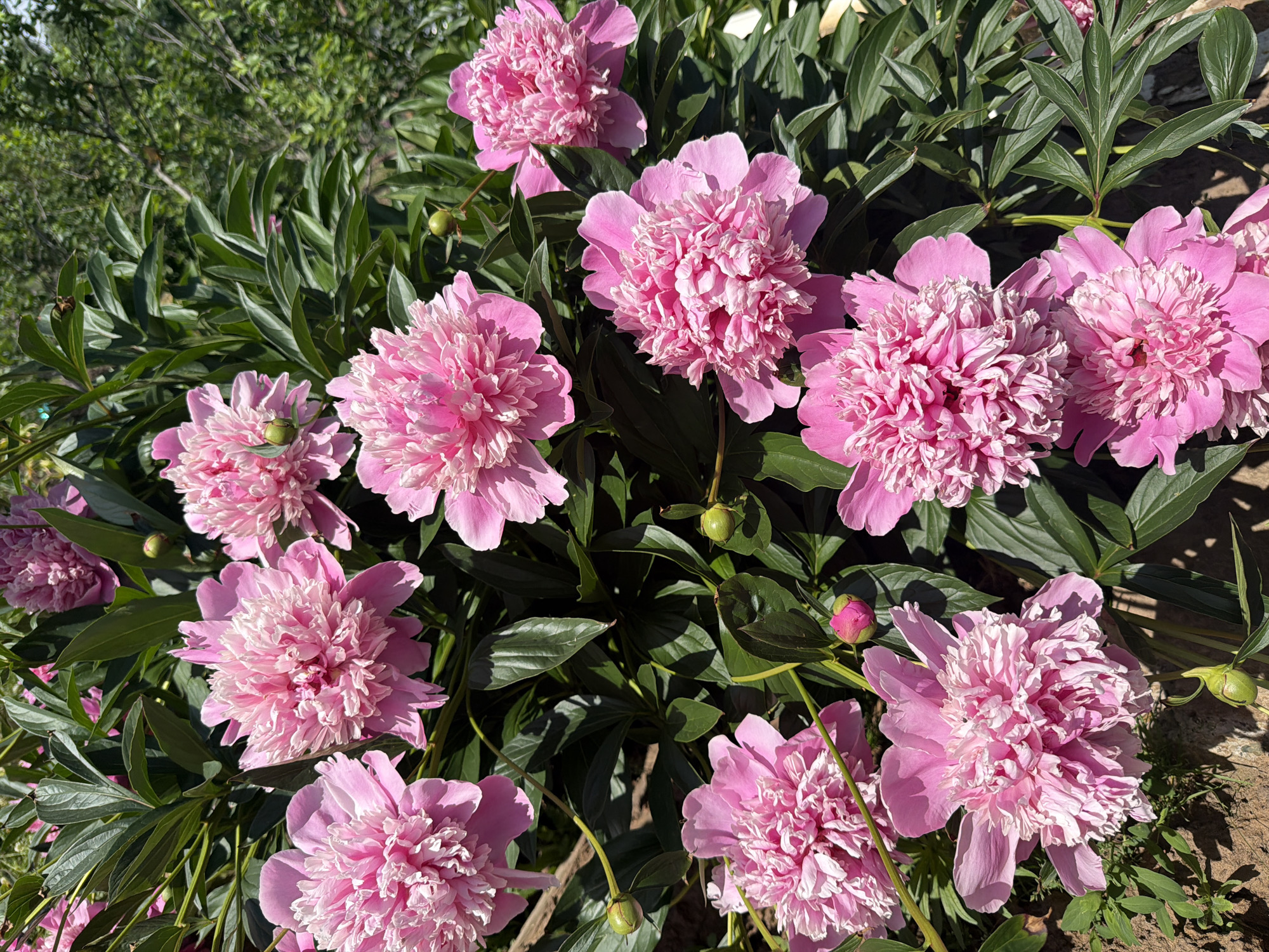 A high-angle, medium shot captures a cluster of vibrant pink peonies in full bloom. The flowers are densely packed, with many layers of ruffled petals creating a full, textured appearance. Their color ranges from a soft pastel pink to a brighter fuchsia. Lush, dark green leaves surround the blossoms, providing a strong contrast. Several green peony buds, some tightly closed and others partially open, are also visible among the flowers, hinting at future blooms. The scene appears to be outdoors, with dappled sunlight illuminating the petals and casting shadows on the foliage. In the upper right background, out-of-focus green foliage suggests a natural, possibly garden, setting. The soil and some small green shoots are visible at the bottom left, indicating the plants are growing in the ground. The image does not contain any people or man-made structures, and no information is available to indicate its location within the city of Aryshkhazda, Russia.