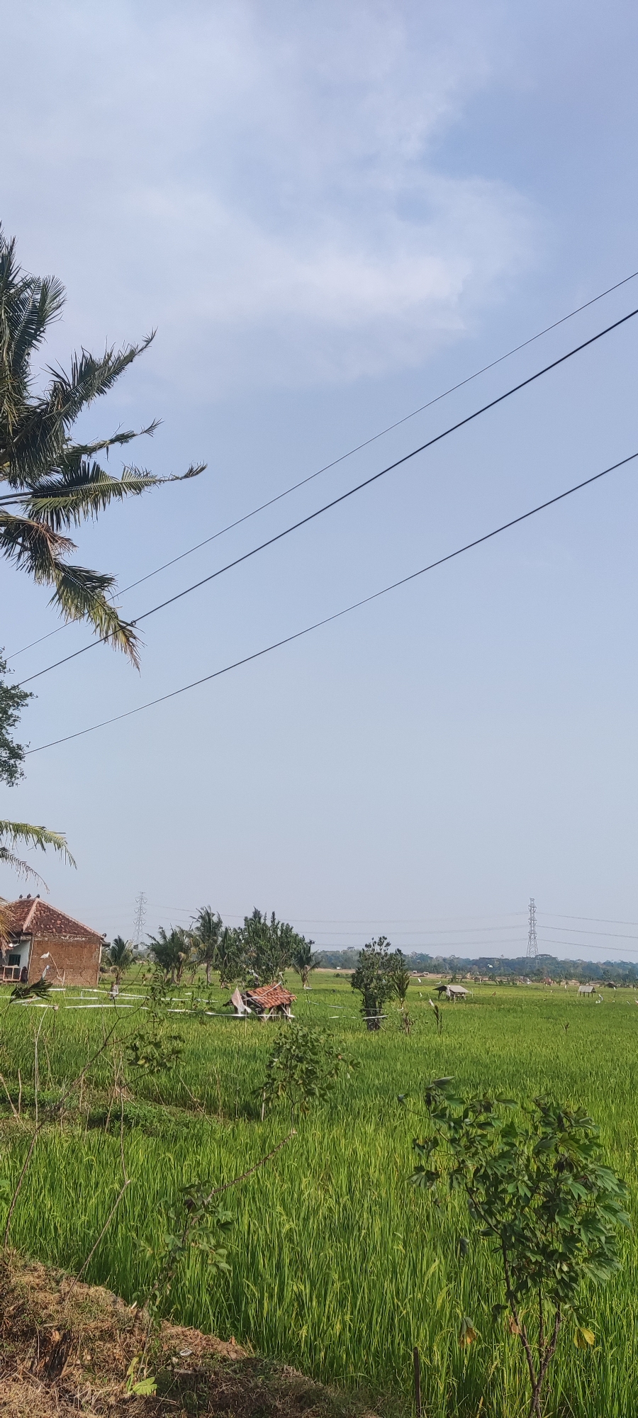 The image depicts a rural landscape in Putat, Indonesia, under a clear blue sky with scattered clouds. In the foreground, to the left, is the corner of a brick building with a reddish-brown tile roof. Adjacent to the building, a palm tree with large fronds extends from the upper left corner of the frame.
The midground is dominated by a vast, vibrant green rice paddy field. Scattered throughout the field are several small structures with reddish-brown tile roofs, possibly small shelters or sheds. Several palm trees and other trees are visible within and around the rice paddies. In the distance, a prominent electricity pylon stands tall, and a line of trees forms a subtle horizon. A few birds are visible in the distance, some perched on the roofs of the small structures.
The overall scene suggests a tranquil, agricultural setting. The lighting indicates it is daytime, likely mid-morning or afternoon, with the sun casting a soft light on the landscape. The presence of power lines stretching across the sky adds a touch of modern infrastructure to the natural scenery.