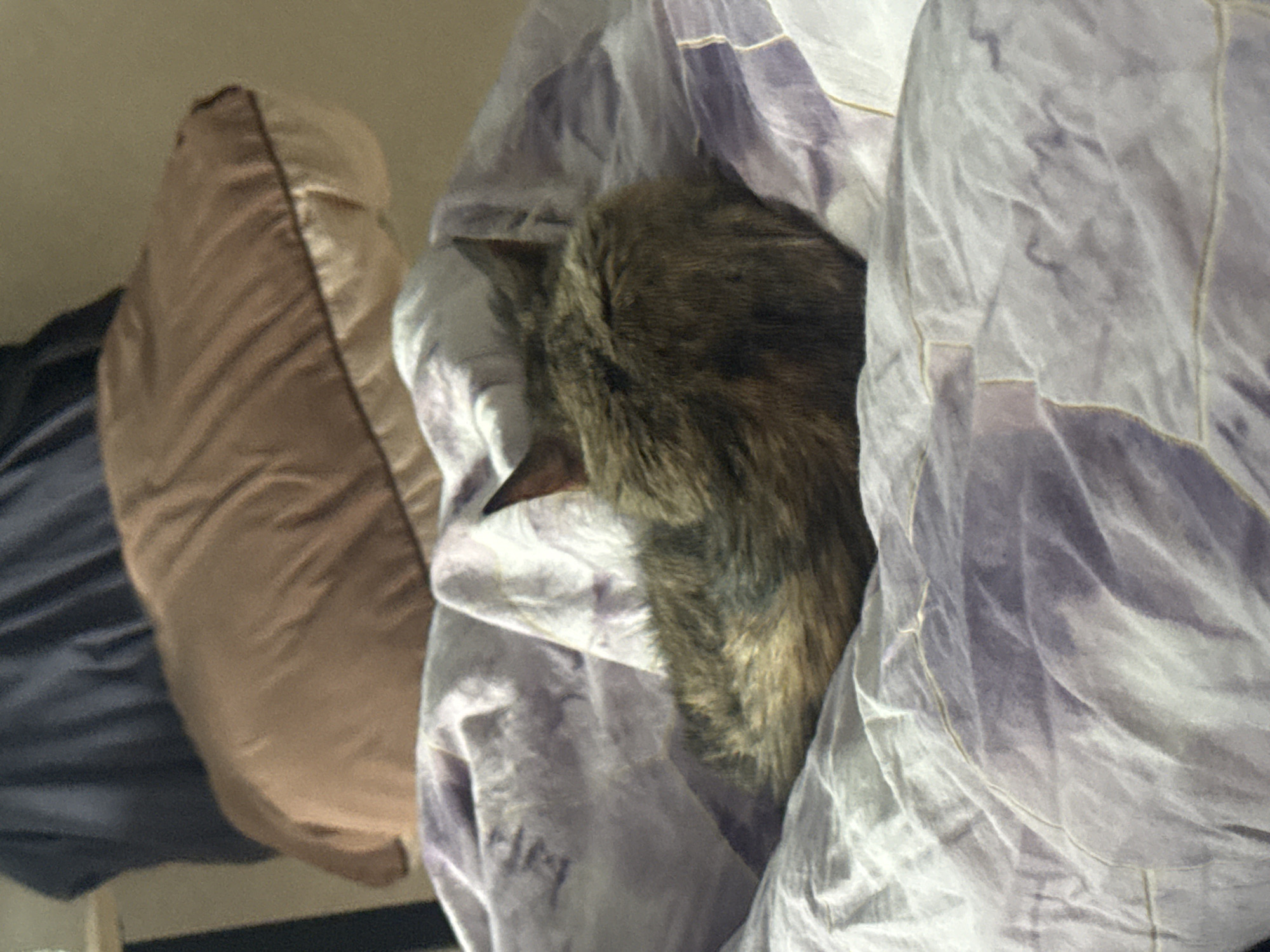 A cat is nestled among pillows and blankets. The cat, with brown and black fur, is partially obscured by a light purple blanket with a marbled pattern. To the left of the cat, a beige pillow is visible, and further left, a dark blue fabric covers a portion of the frame. The overall impression is one of comfort and relaxation, with the cat appearing to be sleeping or resting in a cozy spot. The lighting suggests an indoor setting, possibly a bedroom or living area. There is no visible text in the image. The scene is likely taking place in Saratov, Russia.