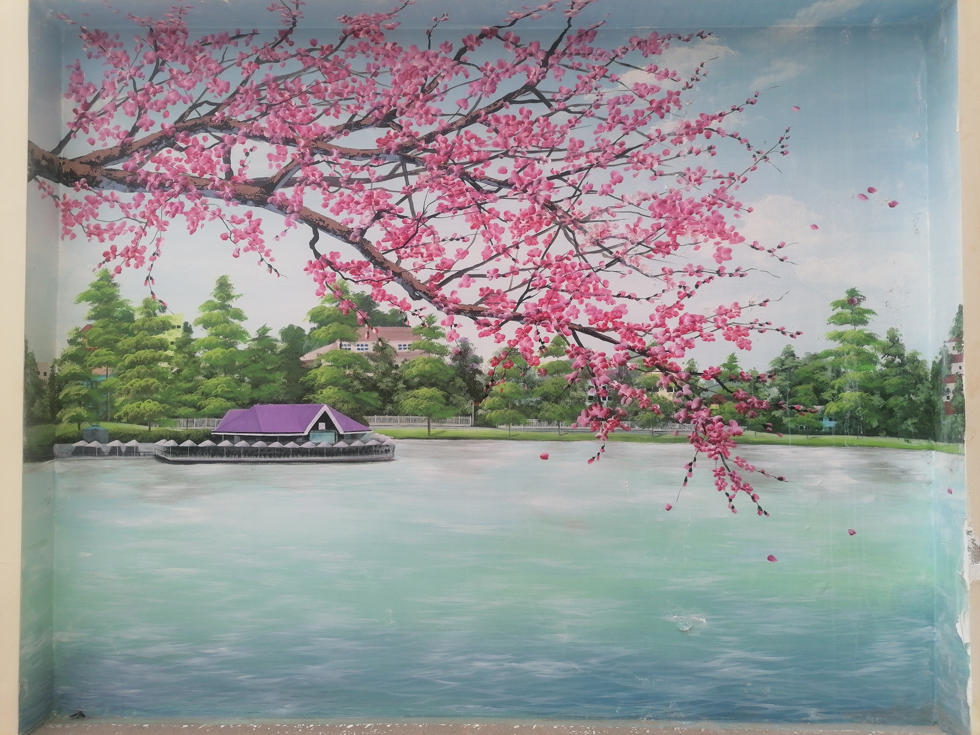 The image depicts a wall mural in Da Lat, Vietnam, featuring a serene lake scene. A large cherry blossom tree dominates the upper portion, its pink blossoms heavily concentrated on branches extending into the frame. Beneath the tree, a body of water reflects light, and a building with a purple roof sits on a platform extending into the lake, ringed by numerous white umbrellas. Behind the structure, green trees and a building with a pink roof are visible in the background. The sky is pale blue with slight wisps of clouds. The mural is bounded by off-white walls.